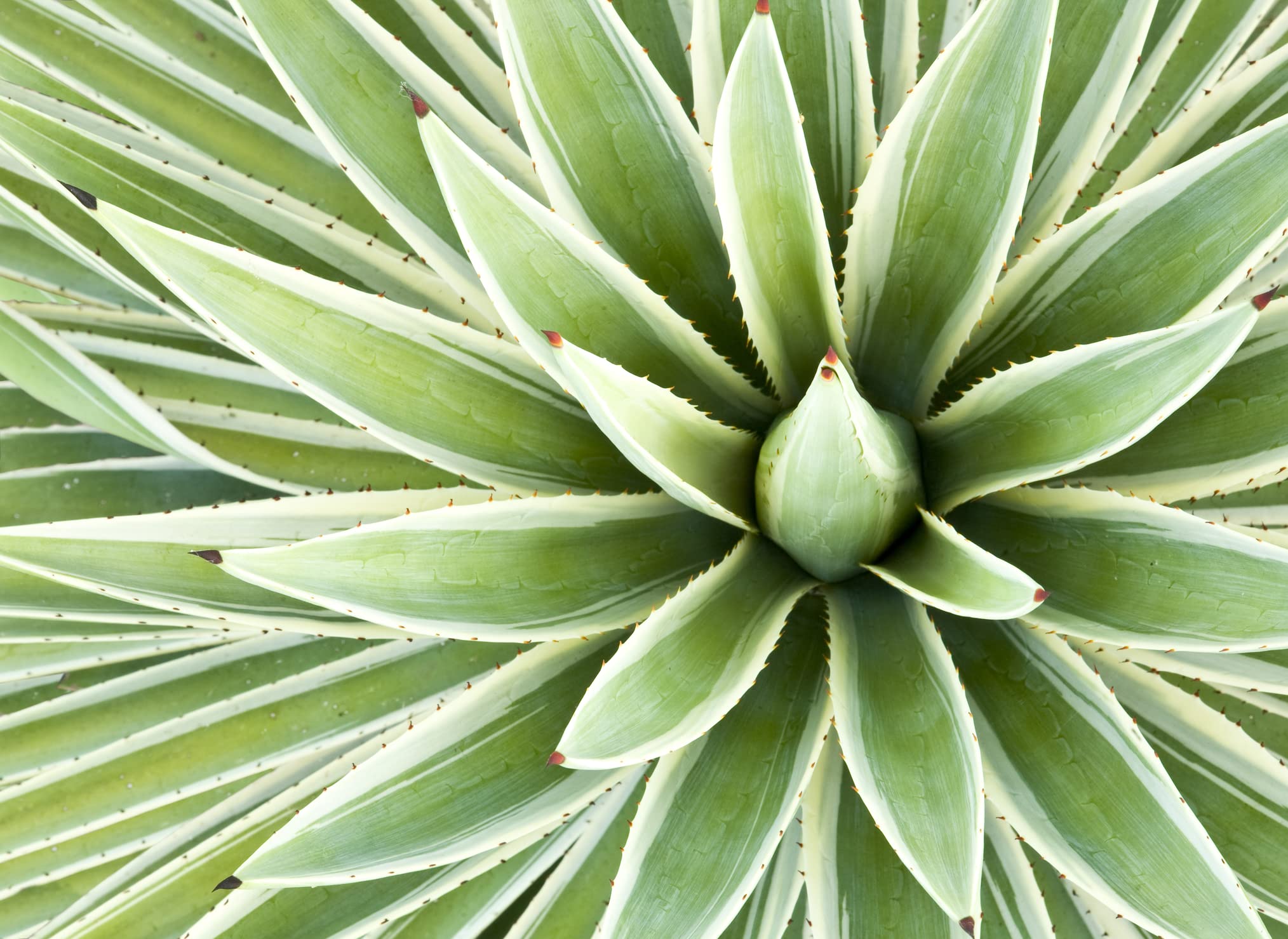 Agave Species Seed Mix for Planting - 50 Seeds - Grow Agave Plants - Succulent Garden Starter Kit - Ships from Iowa, USA - Perfect for Home Gardens, Landscaping & Drought-Tolerant Yards