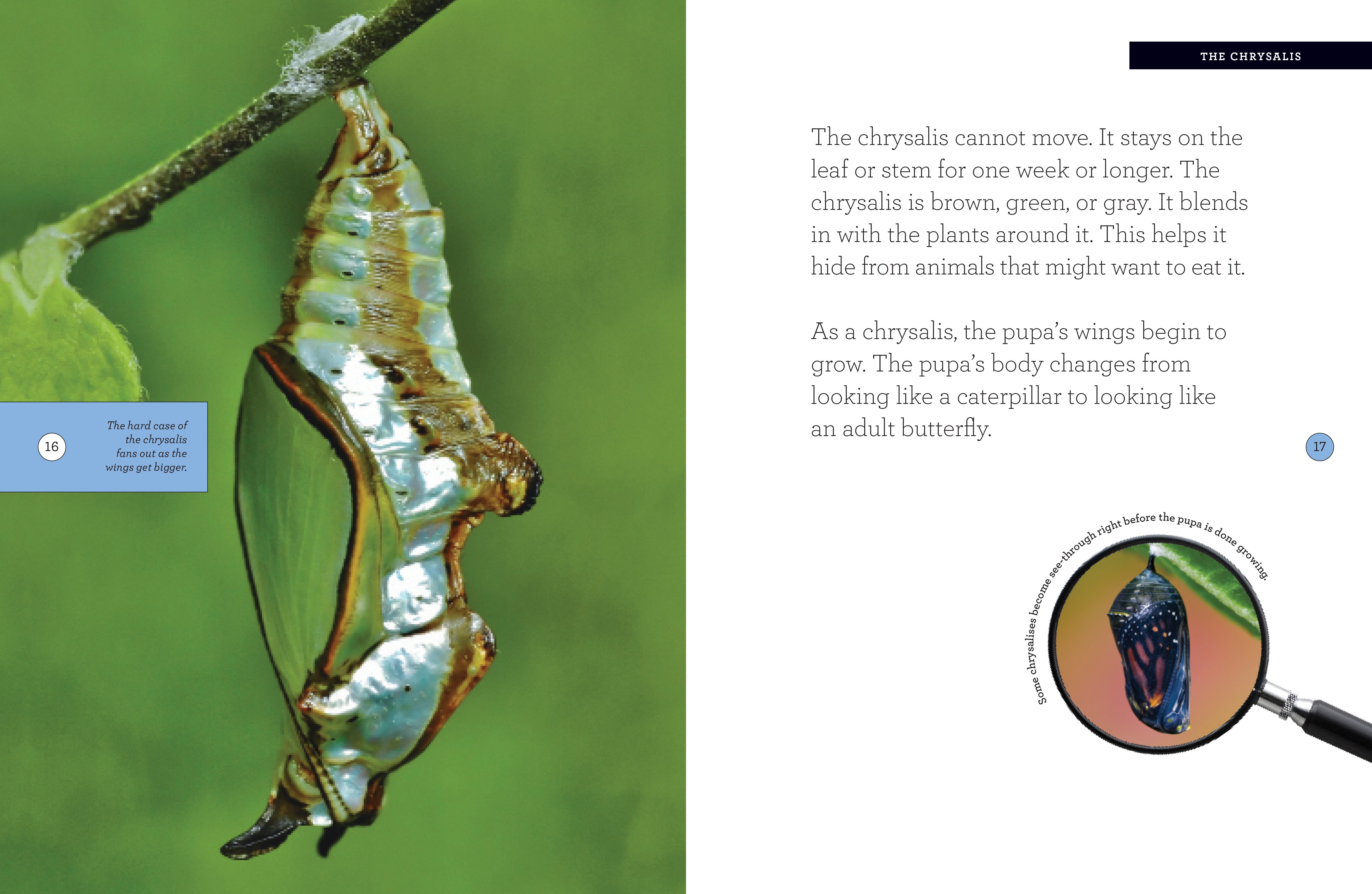 Butterfly 978 1 60818 215 2 - Premium Butterfly Book for Collectors & Nature Enthusiasts | Perfect for Home Decor, Gifts & Educational Use