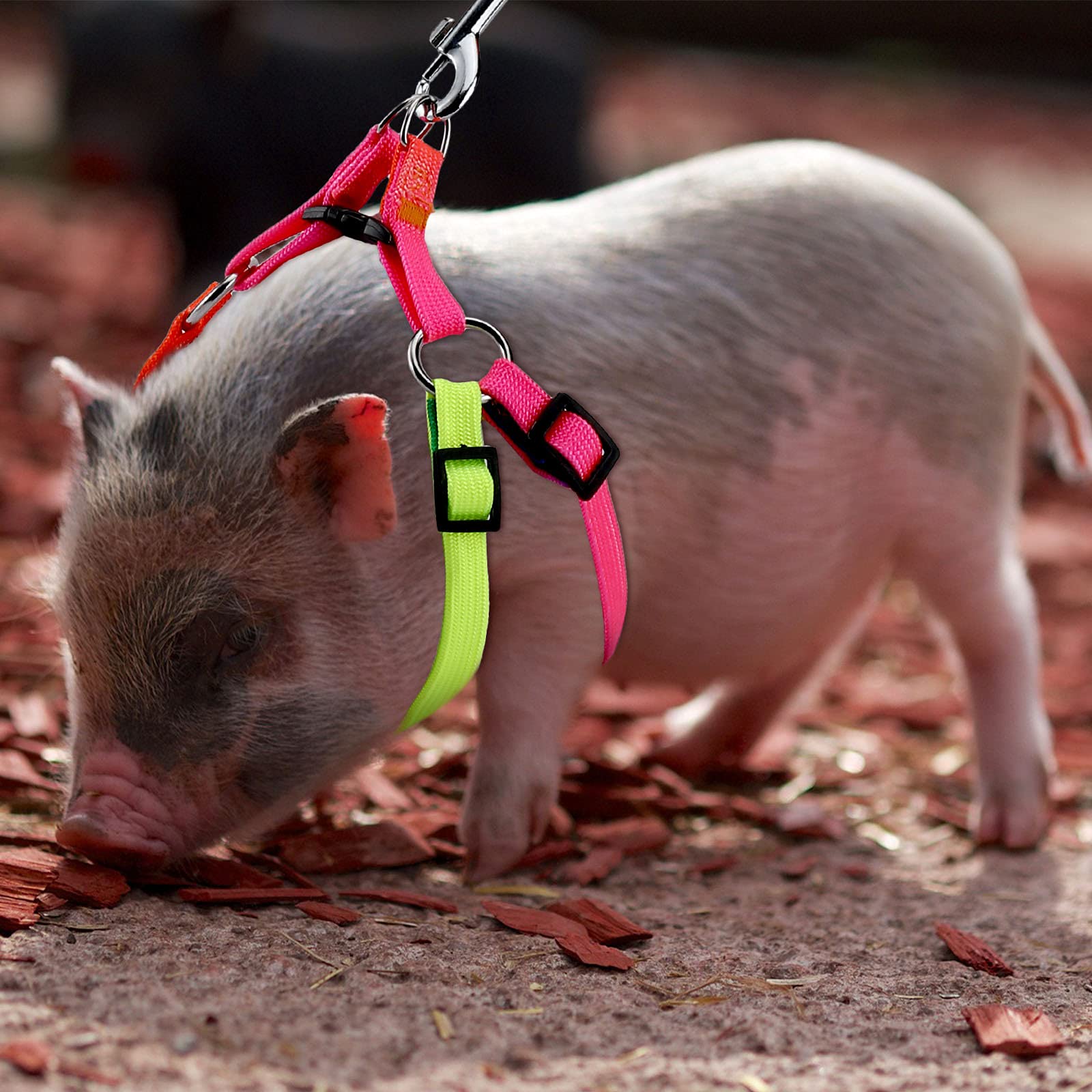 Frienda 2 Pack Adjustable Mini Pig Harness & Leash Set for Small Pets - Hog, Piggy, Ferret, Rabbit, Dog, Cat - Perfect for Walking, Training, Jogging & Outdoor Adventures