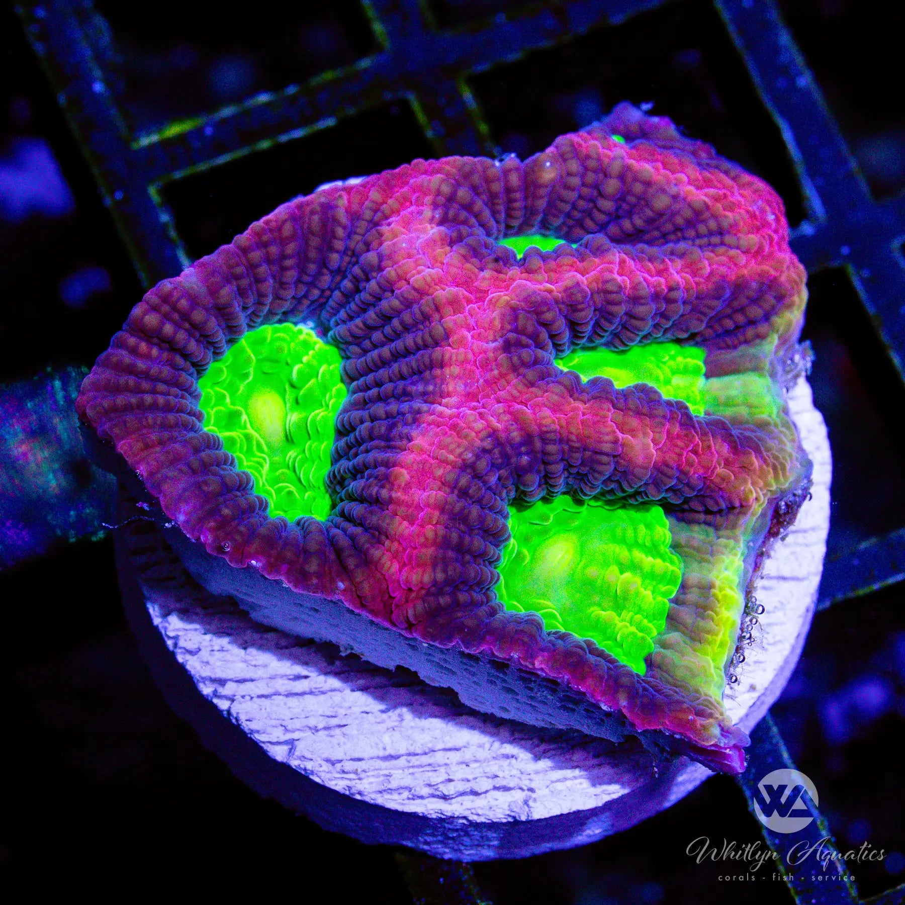 B38 Dragon Soul Favia WYSIWYG - Premium Live Coral for Saltwater Aquariums | Perfect for Reef Tanks & Marine Displays