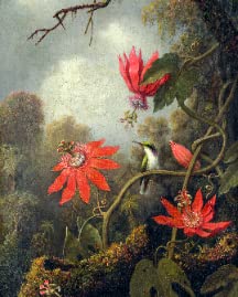 Hummingbird and Passionflowers