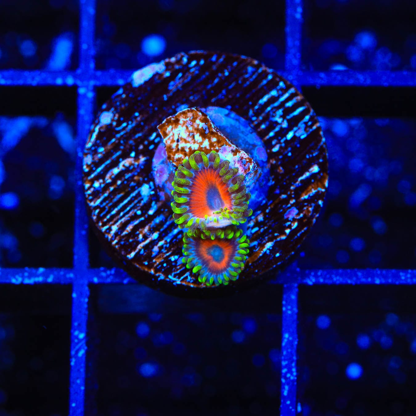 Premium ECC Eagle Eye Zoanthids Coral for Saltwater Aquariums - Vibrant Color & Easy Care - Perfect for Reef Tanks & Marine Displays