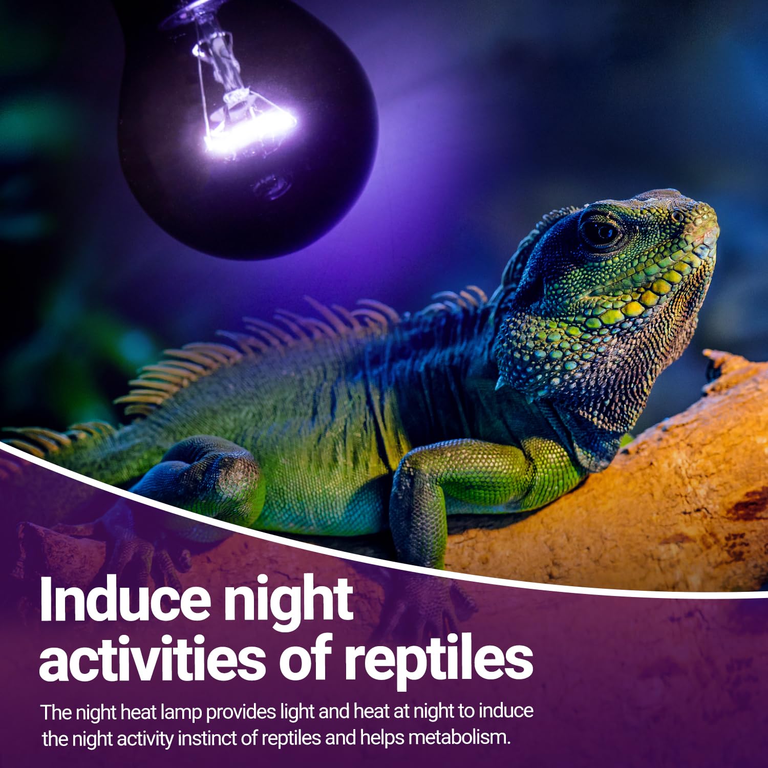 REPTIZOO 2-Pack 150W Reptile Heat Lamp - Infrared Night Heating Bulb, Purple Moonlight Bulb for Reptiles & Amphibians - Simulates Natural Moonlight for Nocturnal Pets - Ideal for Terrariums, Vivariums & Nighttime Habitat Heating