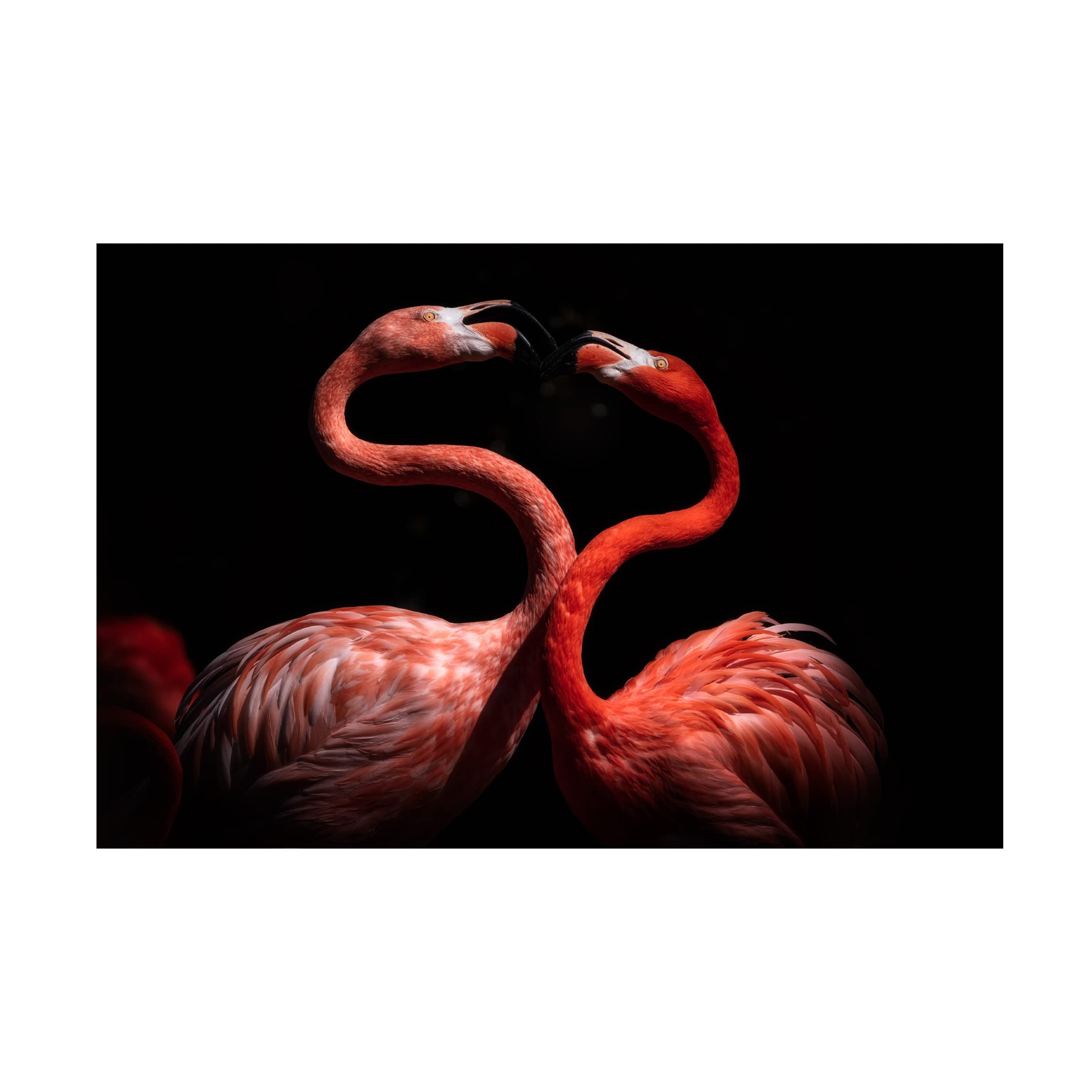 Flamingos by Eiji Itoyama - Premium Canvas Wall Art Print - Tropical Home Decor for Living Room, Bedroom & Office