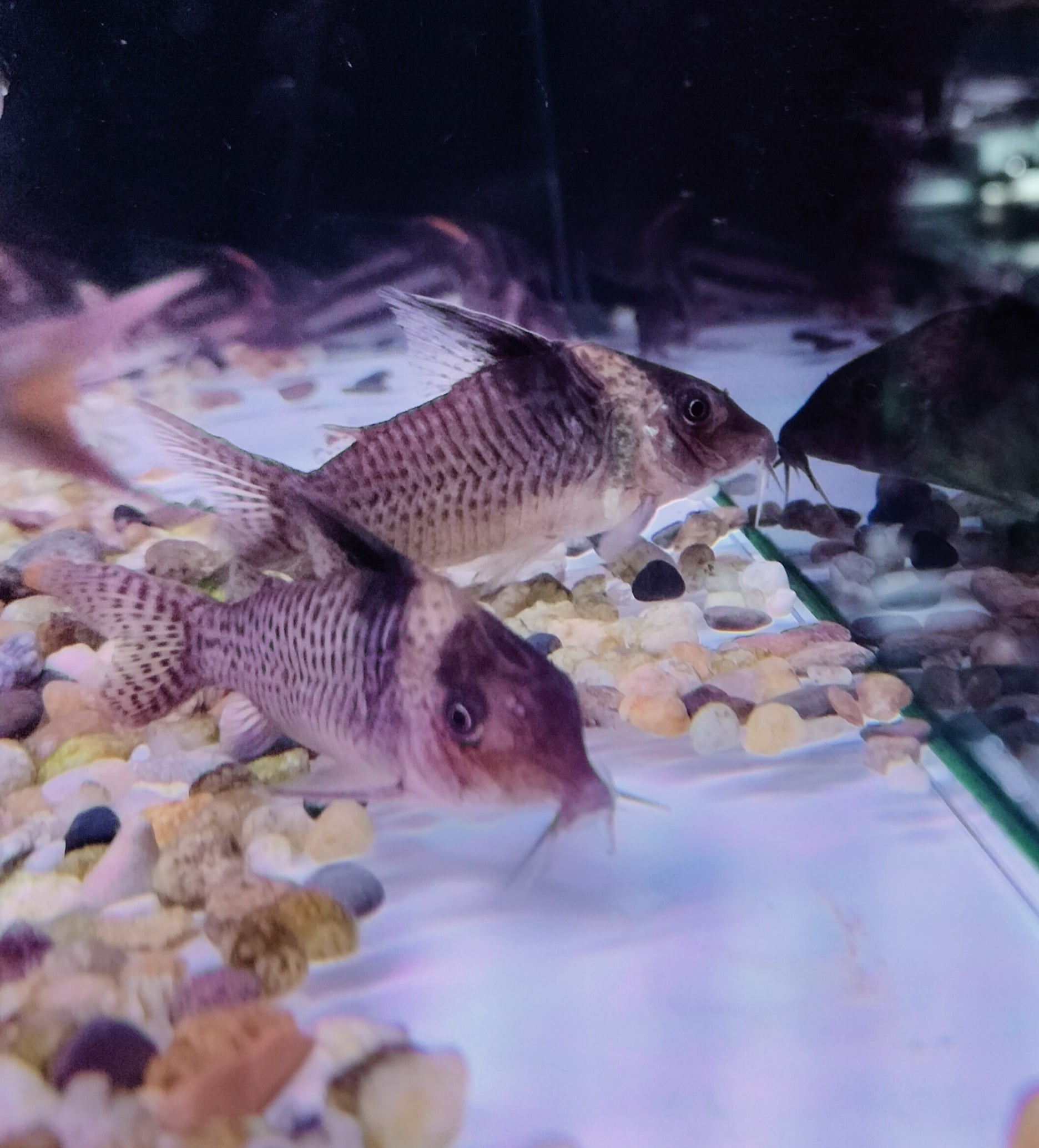 Black Sail Corydoras Catfish - Freshwater Aquarium Fish for Planted Tanks & Community Aquariums | Perfect for Beginners & Tropical Fish Enthusiasts