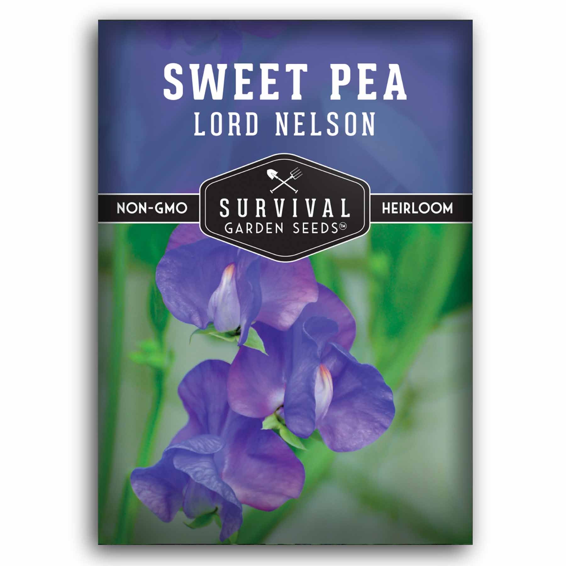 Lord Nelson Sweet Pea Seeds - Fragrant Heirloom Flower Seeds for Garden, Bouquets & Landscaping | Perfect for Trellises, Fences & Cottage Gardens