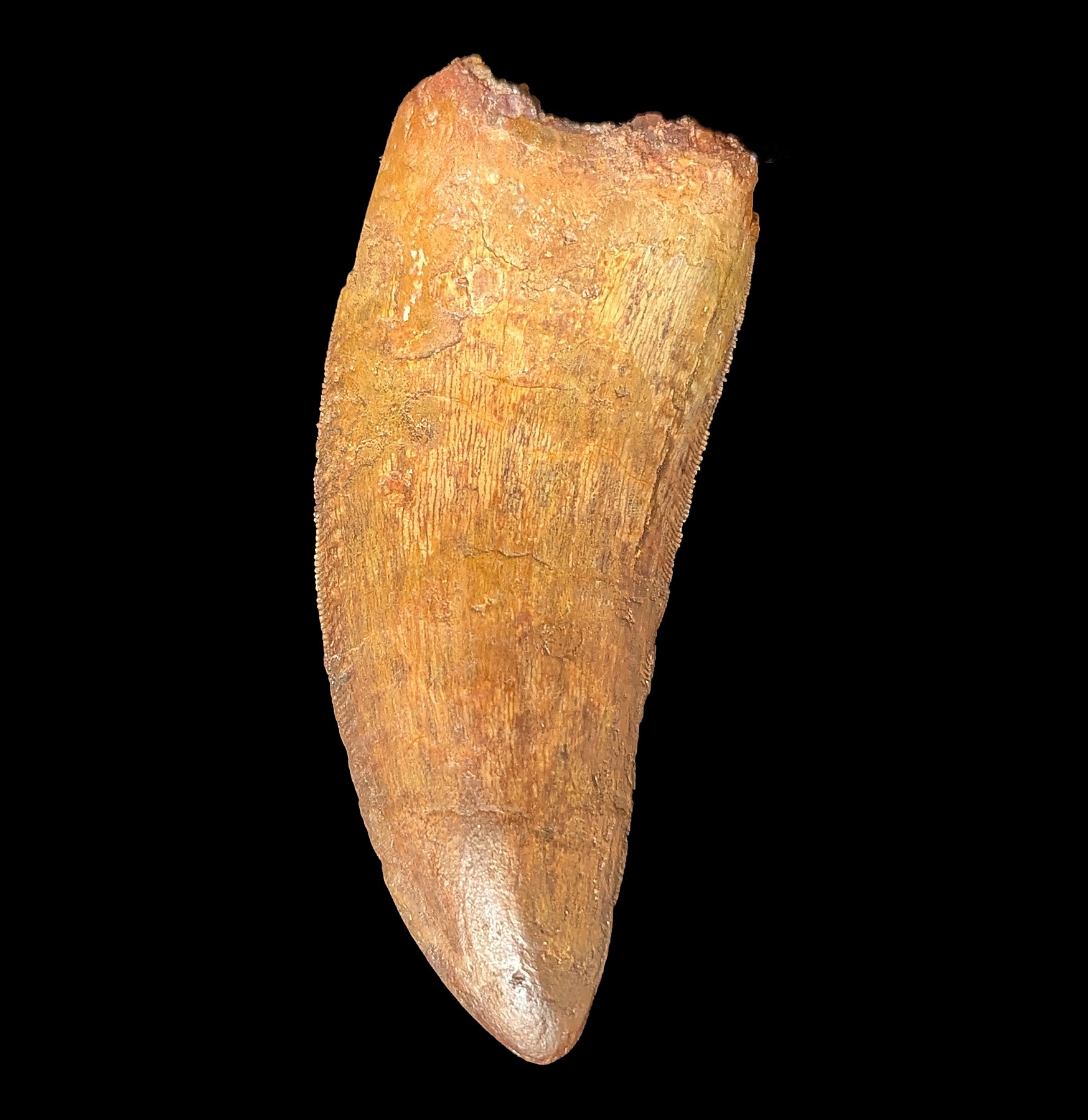 Authentic Carcharodontosaurus Dinosaur Tooth Fossil - Rare Prehistoric Specimen for Collectors, Paleontology Enthusiasts & Home Decor | Perfect for Museum Displays, Educational Projects & Dinosaur-Themed Gifts