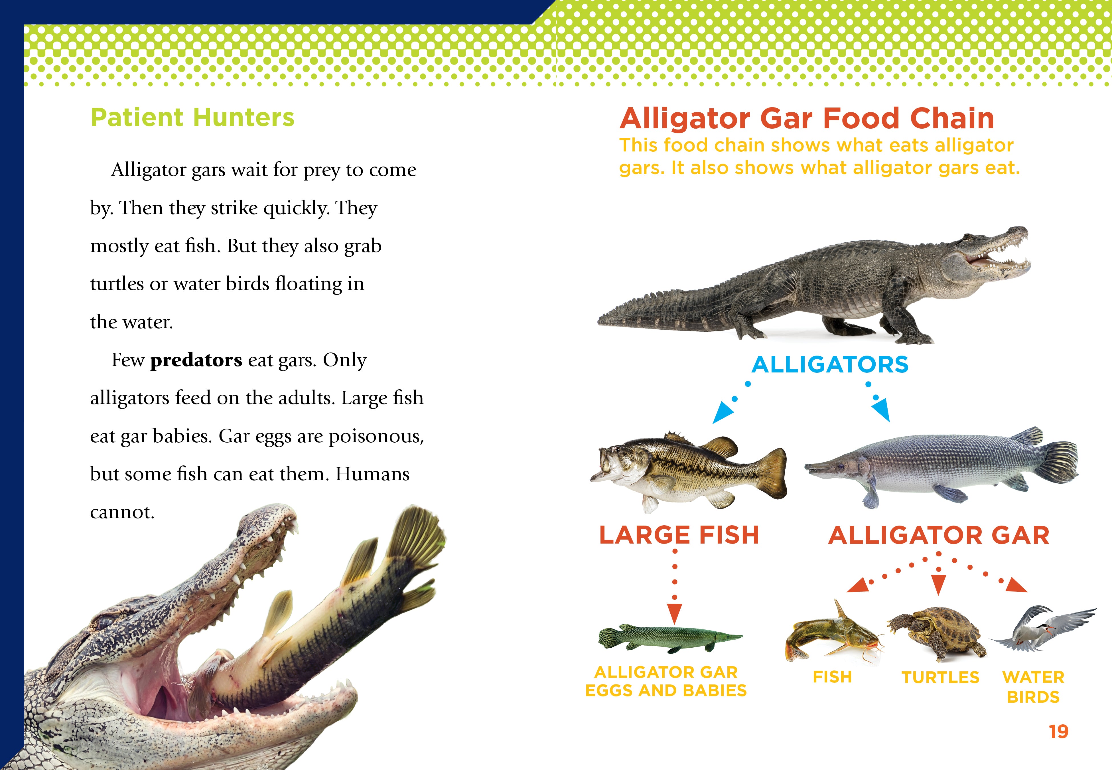 Alligator Gar Book 9781623109110 - Learn About the Fascinating Fish Species for Fishing Enthusiasts & Aquatic Life Lovers