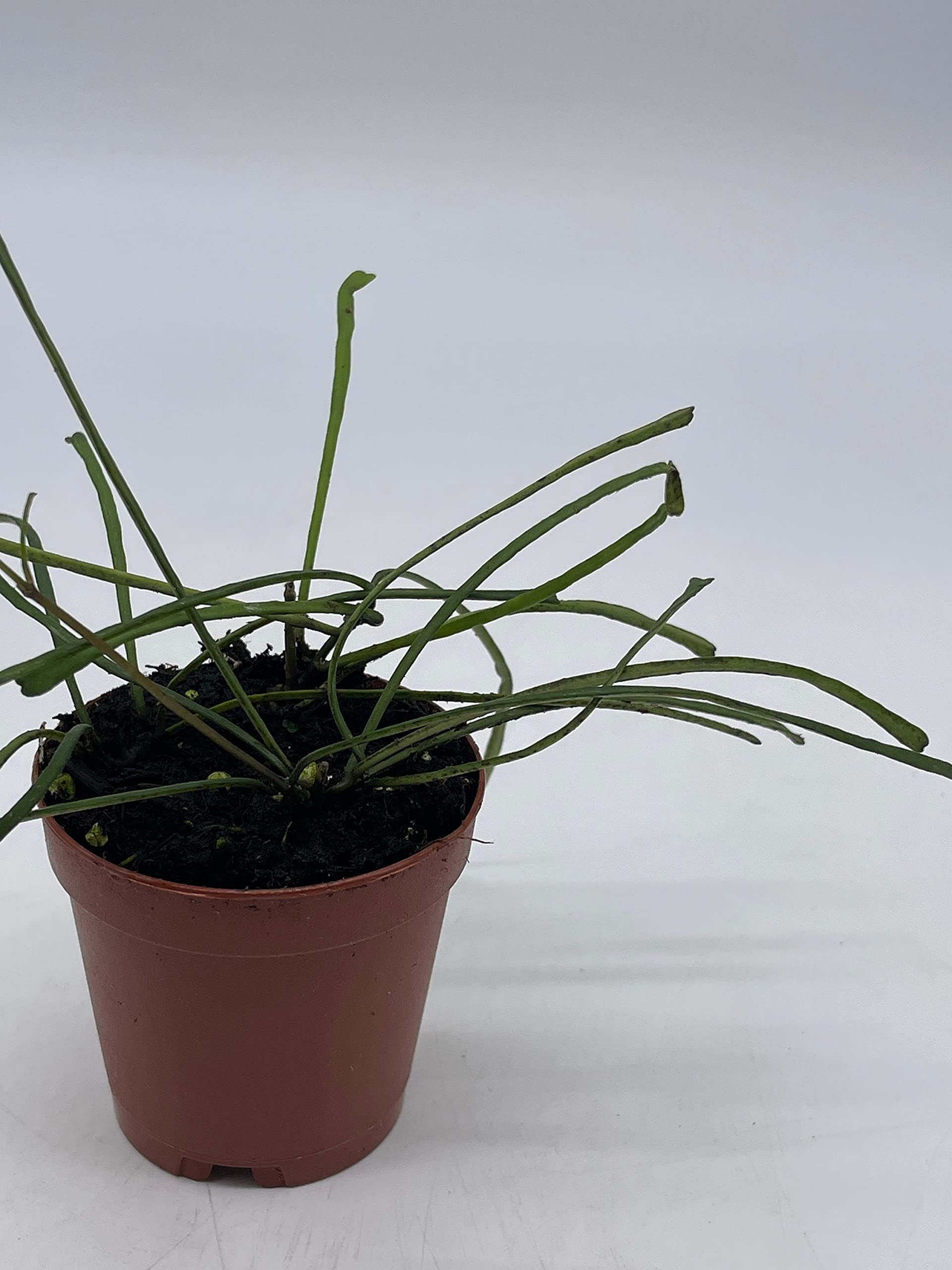 BubbleBlooms Hoya Retusa Live Plant in 2 Inch Pot - Wax Plant, Wax Vine, Porcelain Vine - Perfect for Indoor Home Decor, Office Desk, and Hanging Basket Displays