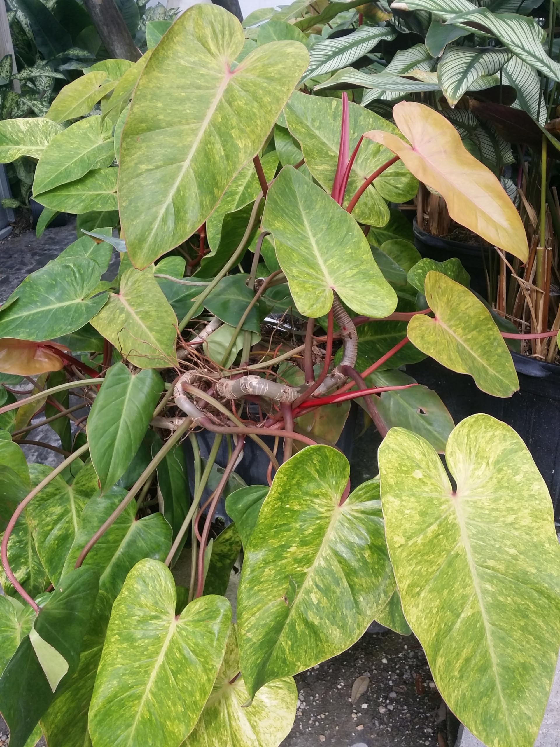 Philodendron Painted Lady Live Plant - Variegated Houseplant in 4
