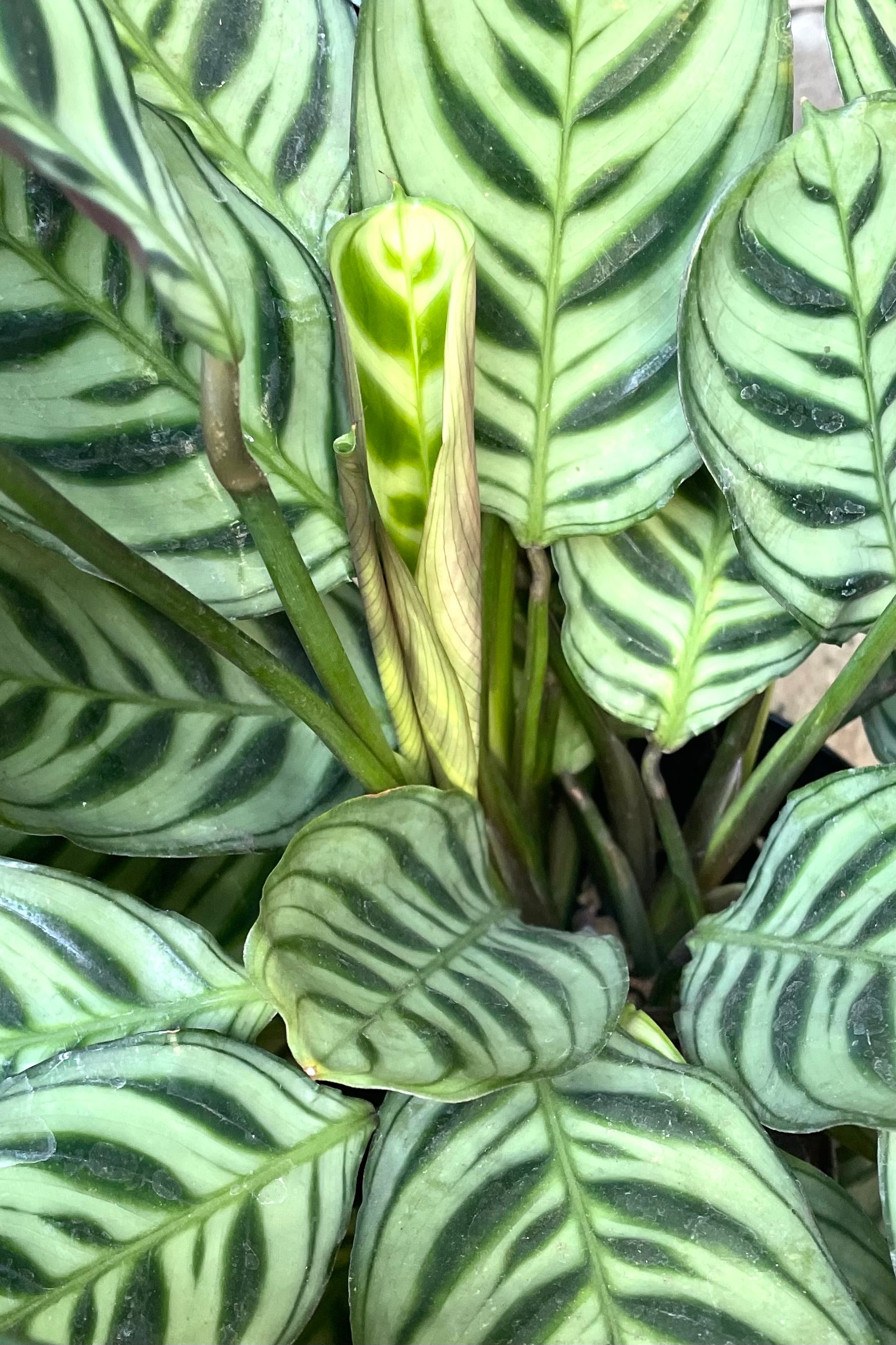Ctenanthe Burle-Marxii - 6