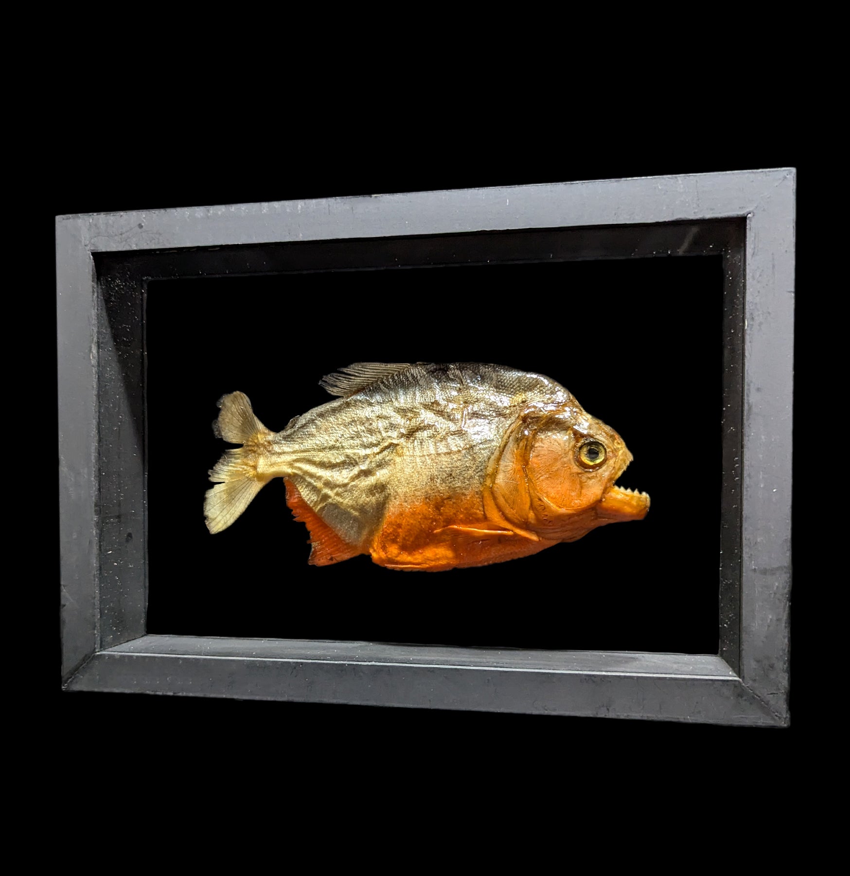 Premium Double Glass Framed Piranha Fish Display - Perfect for Home Decor, Office Display & Aquatic Enthusiast Collections