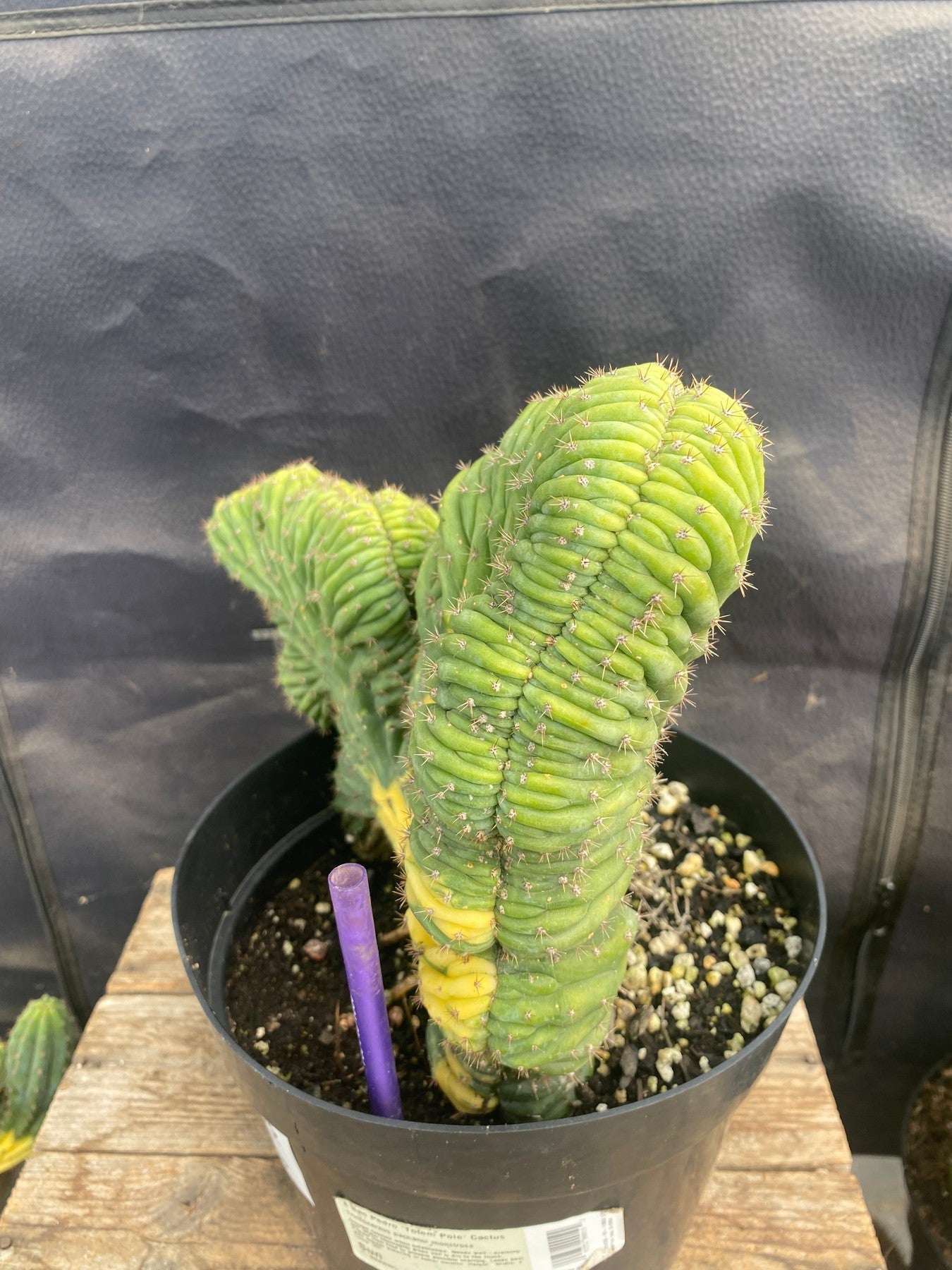 EC275 EXACT Trichocereus Pachanoi China Gold Variegated Cactus - Rare Variegated San Pedro Cactus for Home Decor & Spiritual Gardens