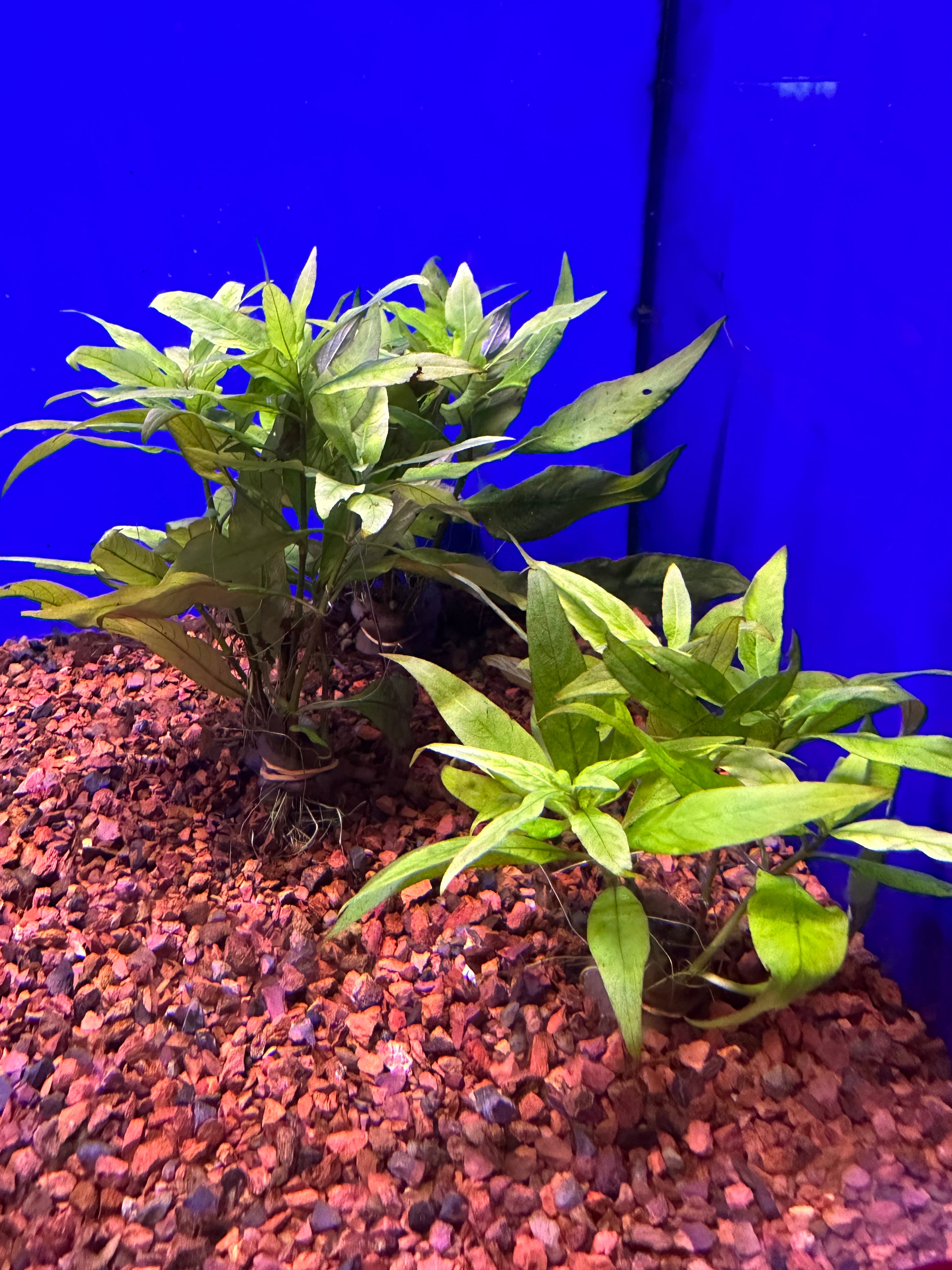Pogostemon Stellatus Narrow Leaf Aquatic Plant - Perfect for Freshwater Aquariums & Aquascaping
