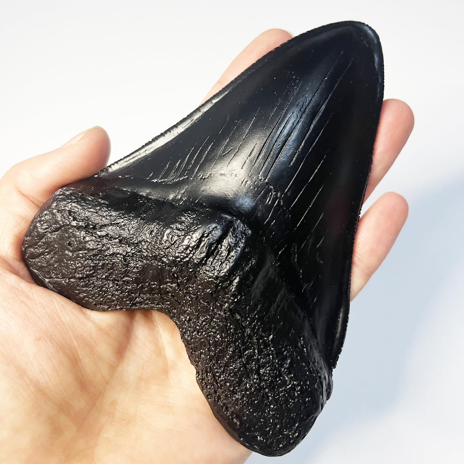 Authentic Carcharodon Megalodon Tooth Replica - 5.1 Inch Fossil Shark Teeth with Detailed Serrations - Black Collectible Specimen for Paleontology Enthusiasts & Home Decor Display