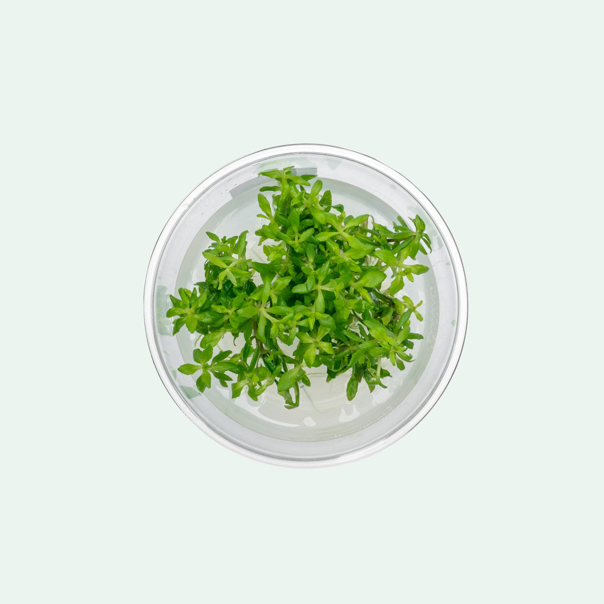 Limnophila Vietnam Aquatic Plant - Live Tissue Culture for Freshwater Aquariums | Perfect for Planted Tanks, Aquascaping & Shrimp Habitats