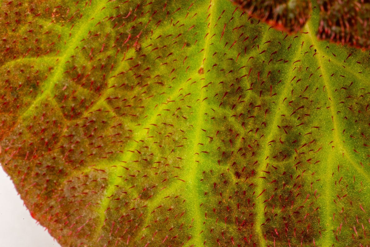 Begonia Soli Mutata - Rare Exotic Begonia Plant for Home & Garden Decor | Perfect for Indoor Houseplants, Office Spaces, and Tropical Landscaping