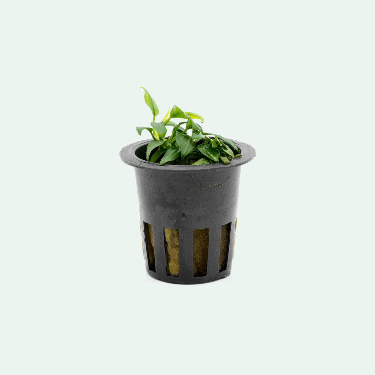 Anubias Chili - Premium Live Aquarium Plant for Fish Tanks, Low Light & Easy Care - Perfect for Aquascaping, Shrimp Tanks & Betta Fish Habitats