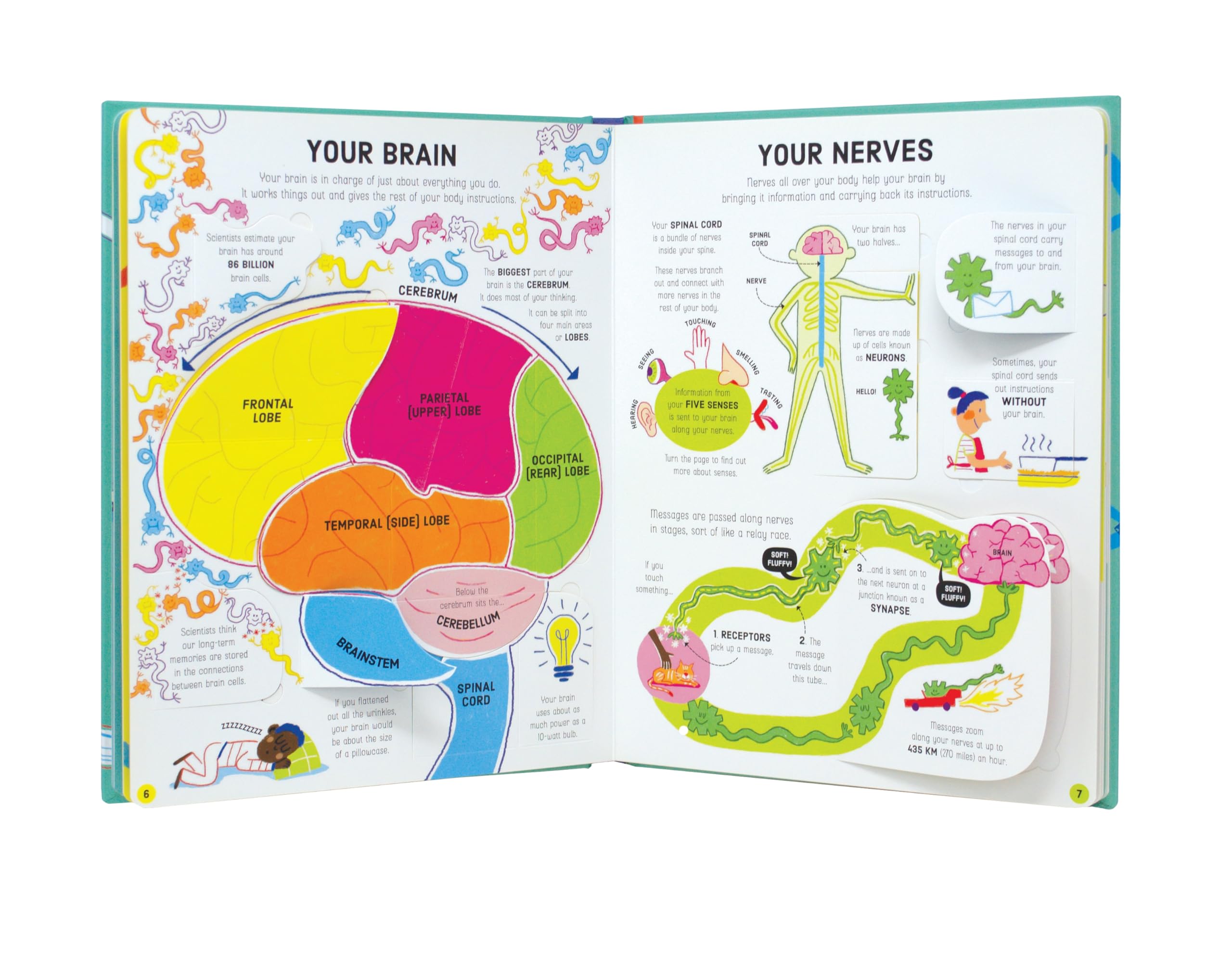 Interactive Lift-the-Flap Book: How Your Body Works - Human Anatomy Learning for Kids, Fun Educational STEM Toy - Perfect for Homeschooling & Classroom Science Lessons