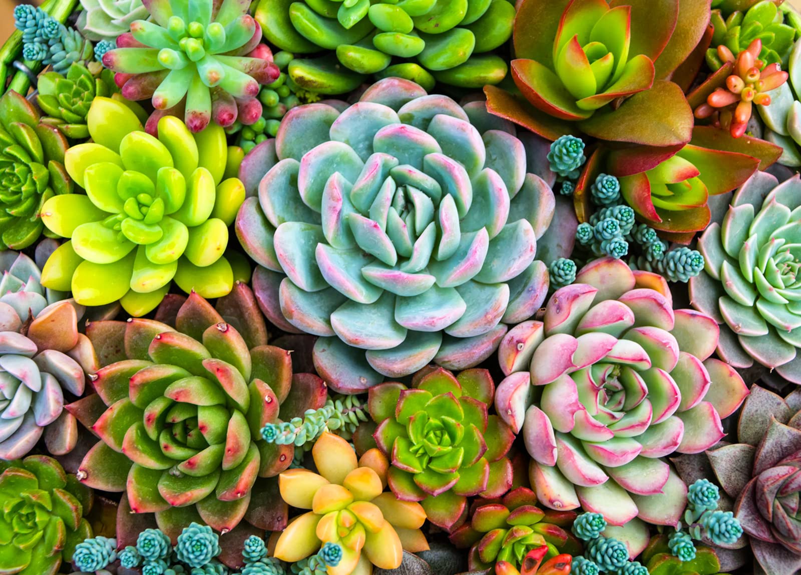 1000-Piece Succulent Plants Jigsaw Puzzle for Adults - Colorful Botanical Puzzle, Unique Gift Idea for Plant Lovers - Perfect for Relaxation, Home Decor & Puzzle Night Activities