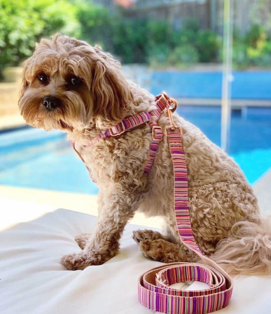 Step In Dog Harness Set - Adjustable & Breathable for Small to Medium Dogs - Perfect for Summer Walks, Hiking & Outdoor Adventures