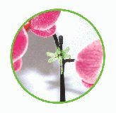 Dragonfly Plant Clips for Orchids & Flowers - 500 Pack Bulk Wholesale - Perfect for Gardening, Floral Arrangements & Home Decor
