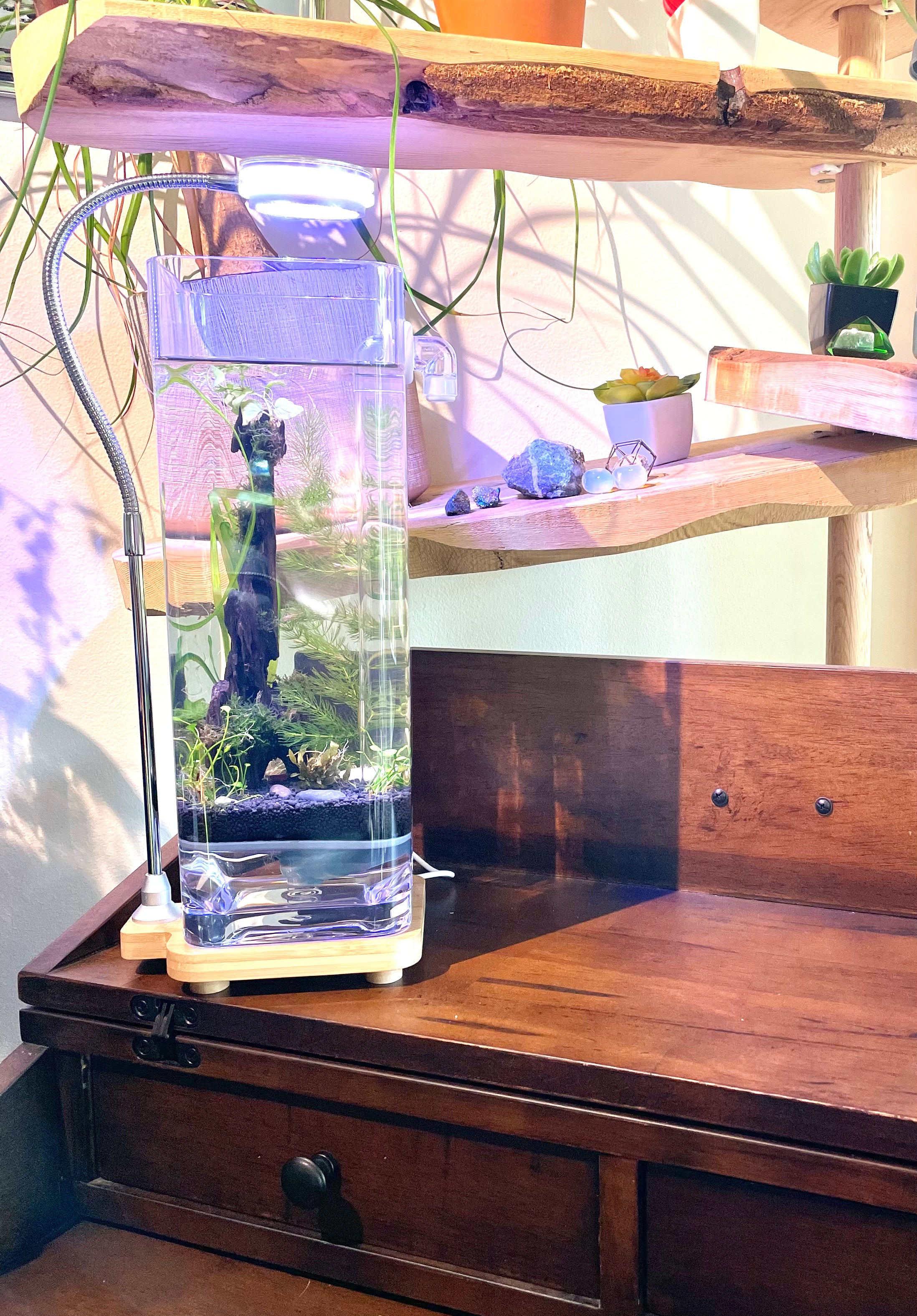 Premium Planted Shrimp Tank Kit - Complete Aquarium Starter Set for Freshwater Shrimp | Perfect for Nano Tanks, Home Office Decor & Aquatic Hobbyists