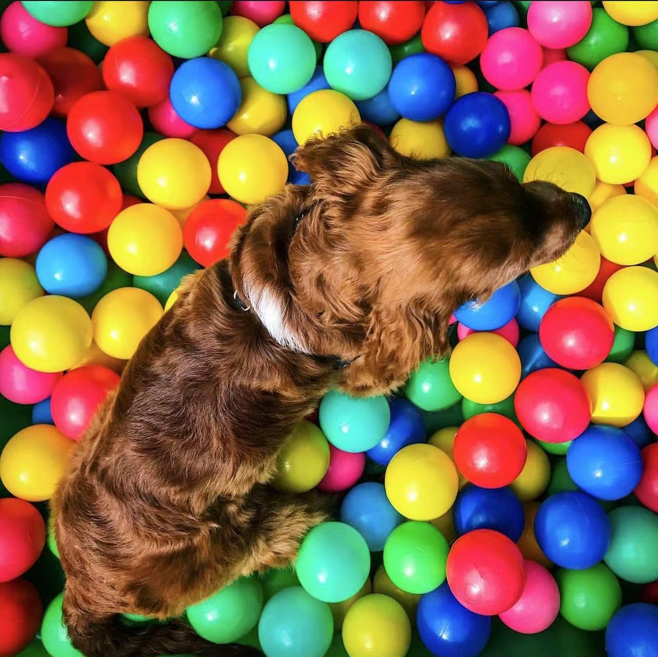500/1000/2000 Count BPA-Free Plastic Ball Pit Balls for Kids Playpen & Crawling Tunnels | Durable Crush-Proof Pool Balls for Indoor Play, Pet Dogs & Toddler Sensory Play