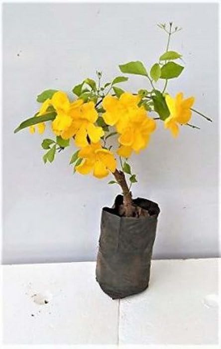 Creative Farmer Cat's Claw Vine Plant - Beautiful Funnel Creeper & Wall Climber for Home & Garden Decoration | Perfect for Trellises, Fences, and Vertical Gardens