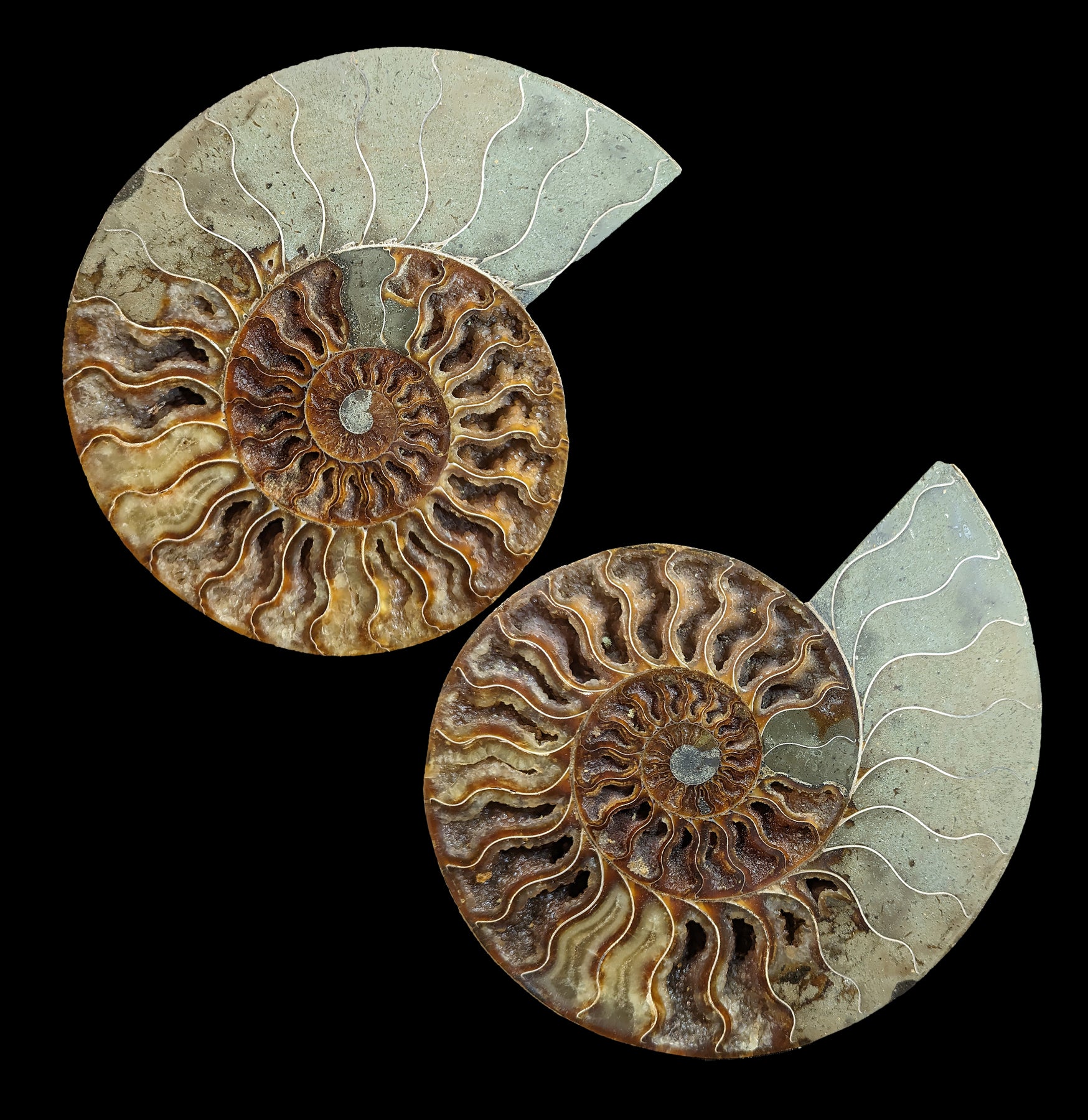 Premium Cut & Polished Ammonite Pair Fossil Specimen - Natural Stone Display for Home Decor, Meditation & Healing Crystals Collection