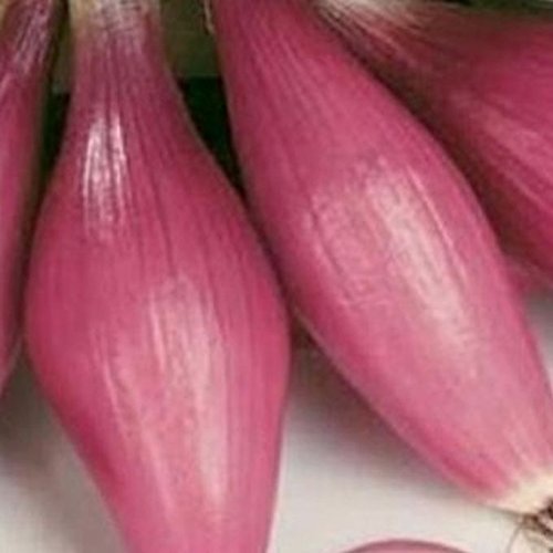 Tropeana Lunga Onion Seeds - Long Torpedo Shaped Rose Colored Sweet Onions (100 Seeds) - Perfect for Italian Cuisine, Salads, and Gourmet Cooking