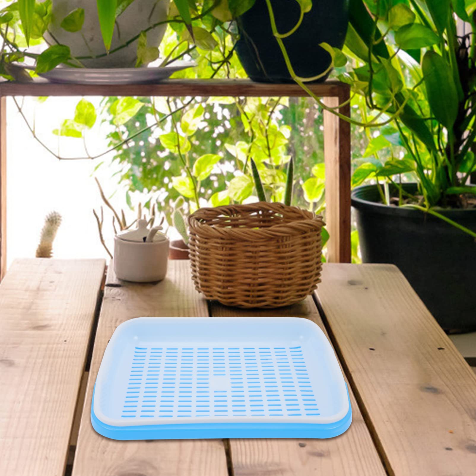 Organic Wheatgrass Sprouting Kit - 1 Set Mini Hydroponic Propagator Tray with Plastic Clamshell for Seed Germination | Indoor Gardening, Microgreens Growing, Healthy Salad & Juice Making