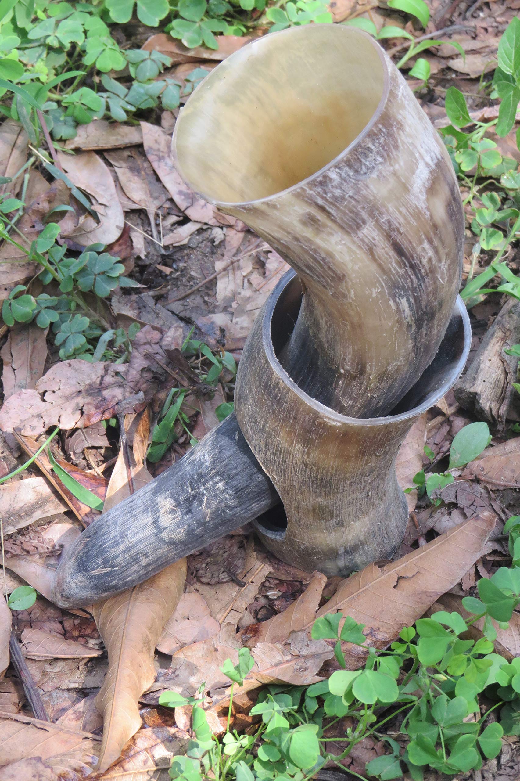 Authentic Viking Drinking Horn with Stand - Natural Finish - Perfect for Medieval Themed Parties, Viking Reenactments & Unique Home Decor