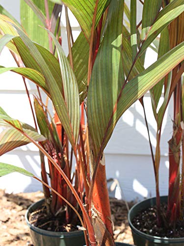 Maroon Crownshaft Palm Tree (Areca Vestiaria) - 3 Live Plants in 4 Inch Pots - Rare Florida Ornamental Palms for Tropical Landscaping & Indoor Decor