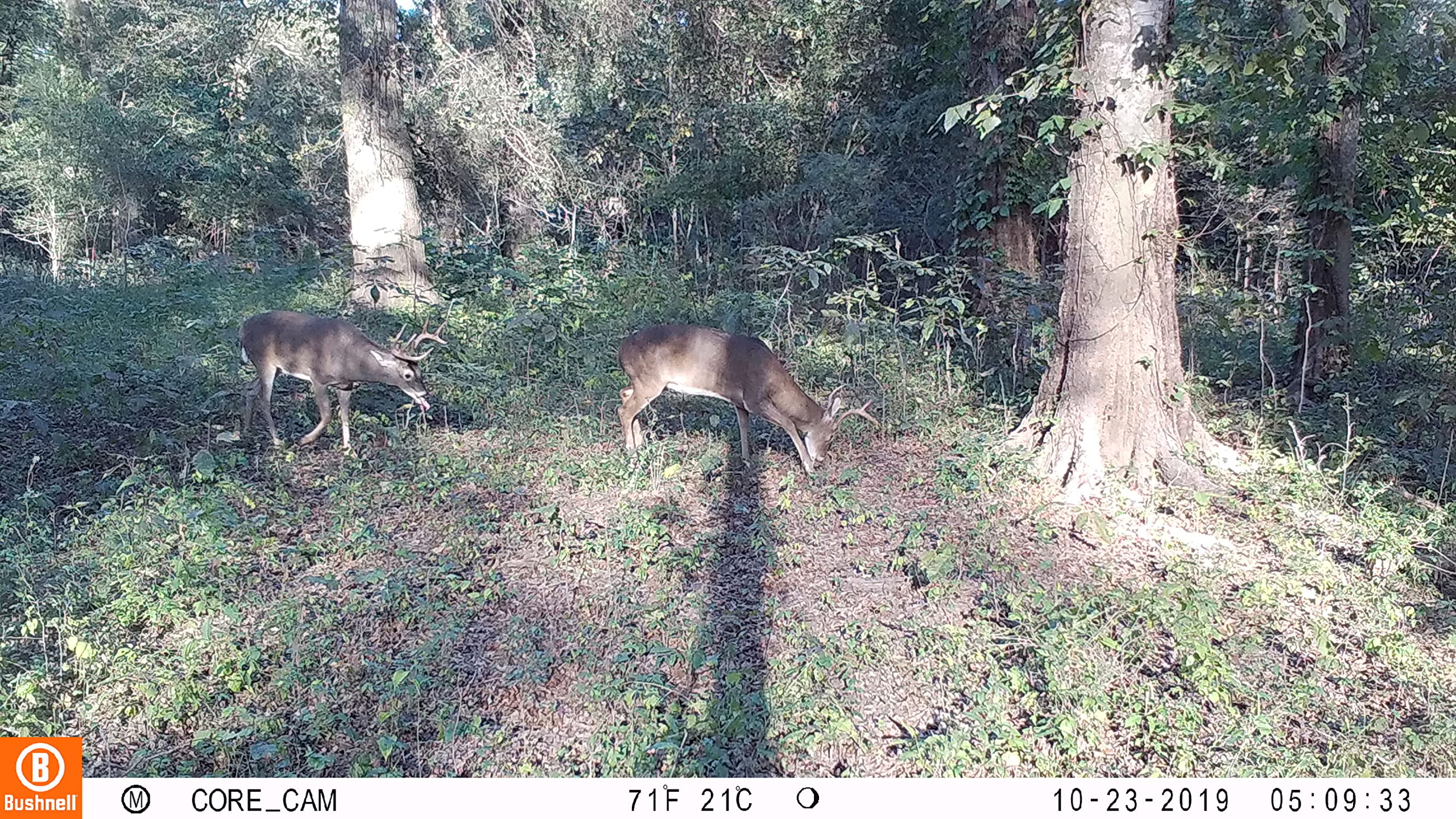 Core DS No Glow Trail Camera - 20MP 1080P Night Vision Game Camera with 100ft Detection, Waterproof Hunting Scouting for Wildlife Monitoring & Outdoor Security