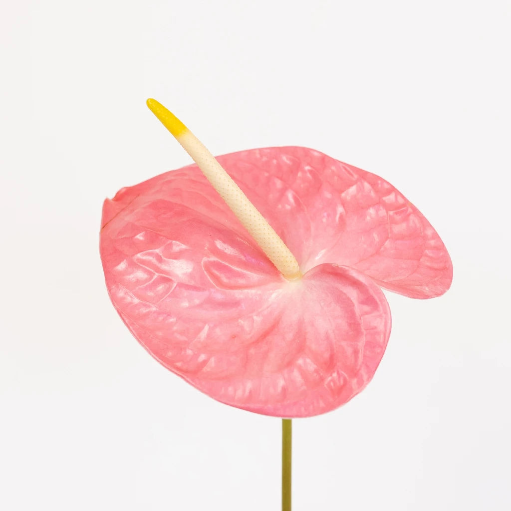 Anthurium Summer Crush Blush Tropical Flower - Live Exotic Houseplant for Home & Office Decor - Perfect for Gifts, Weddings, and Tropical-Themed Events