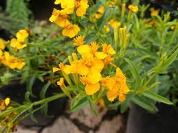 50pcs Mexican Tarragon Seeds (Tagetes Lucida) - Organic Culinary Herb for Cooking, Tea & Medicinal Uses | Perfect for Home Garden, Kitchen & Herbal Remedies