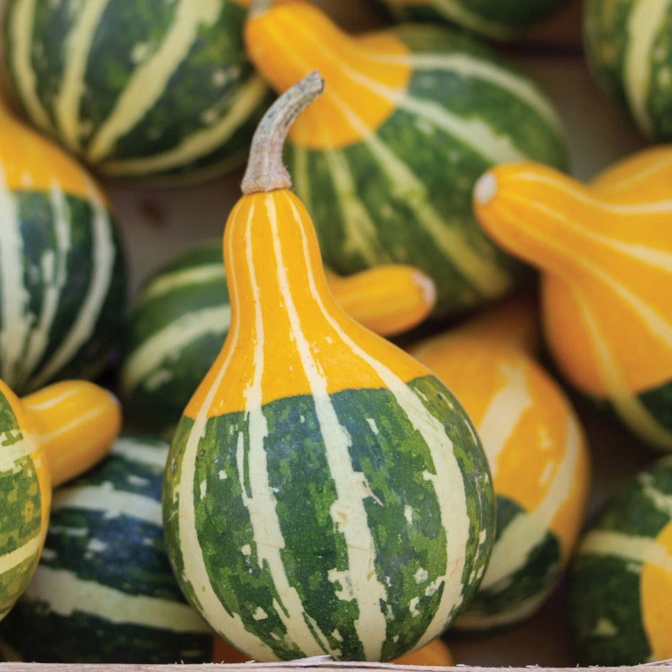 Bi-Color Pear Gourd Seeds - Unique Decorative & Edible Gourds for Fall Decor, Thanksgiving Centerpieces & Garden Planting