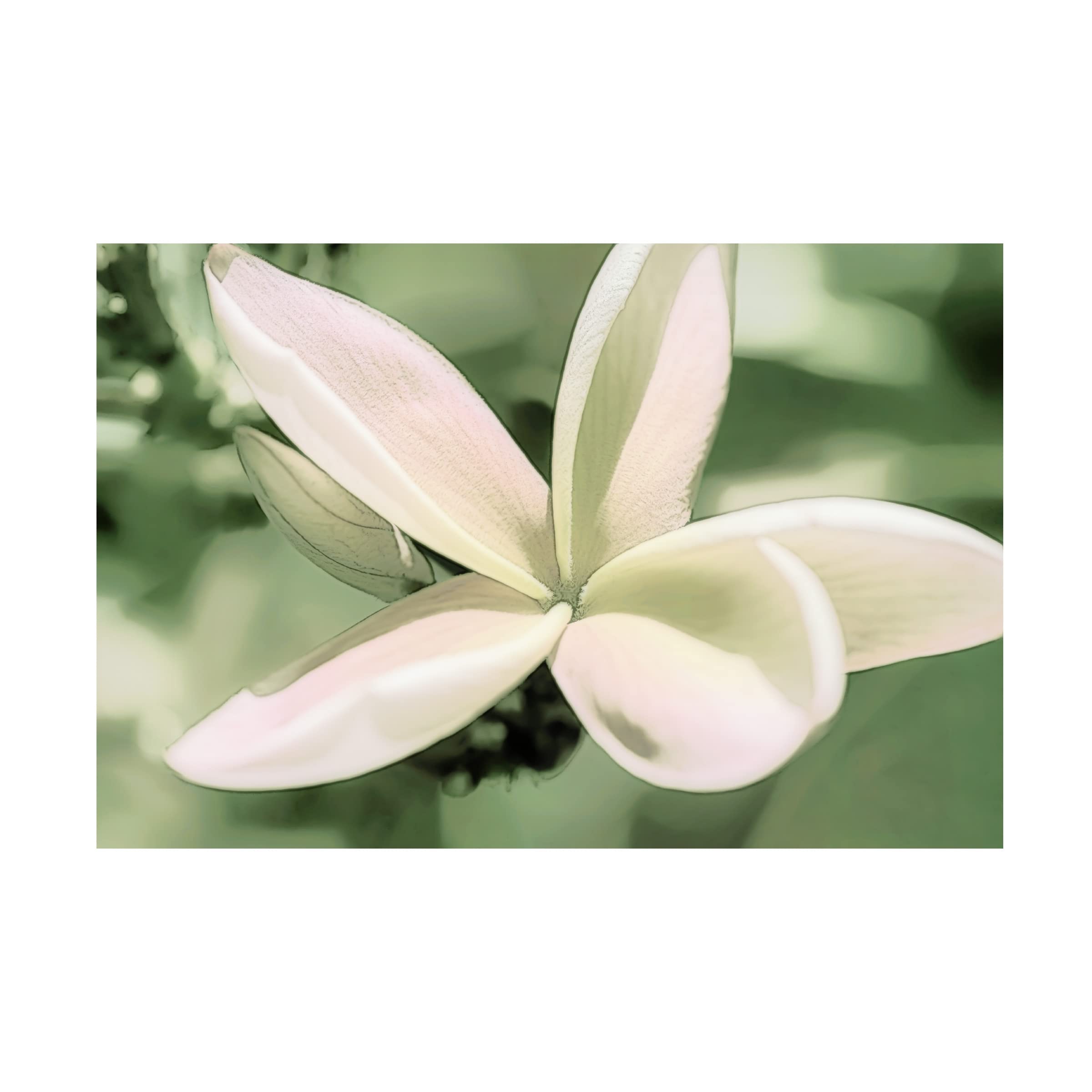 Eva Bane 'Sketchy Frangipani Flower 03' Canvas Wall Art Print - 30x47 Inches - Tropical Floral Home Decor for Living Room, Bedroom & Office