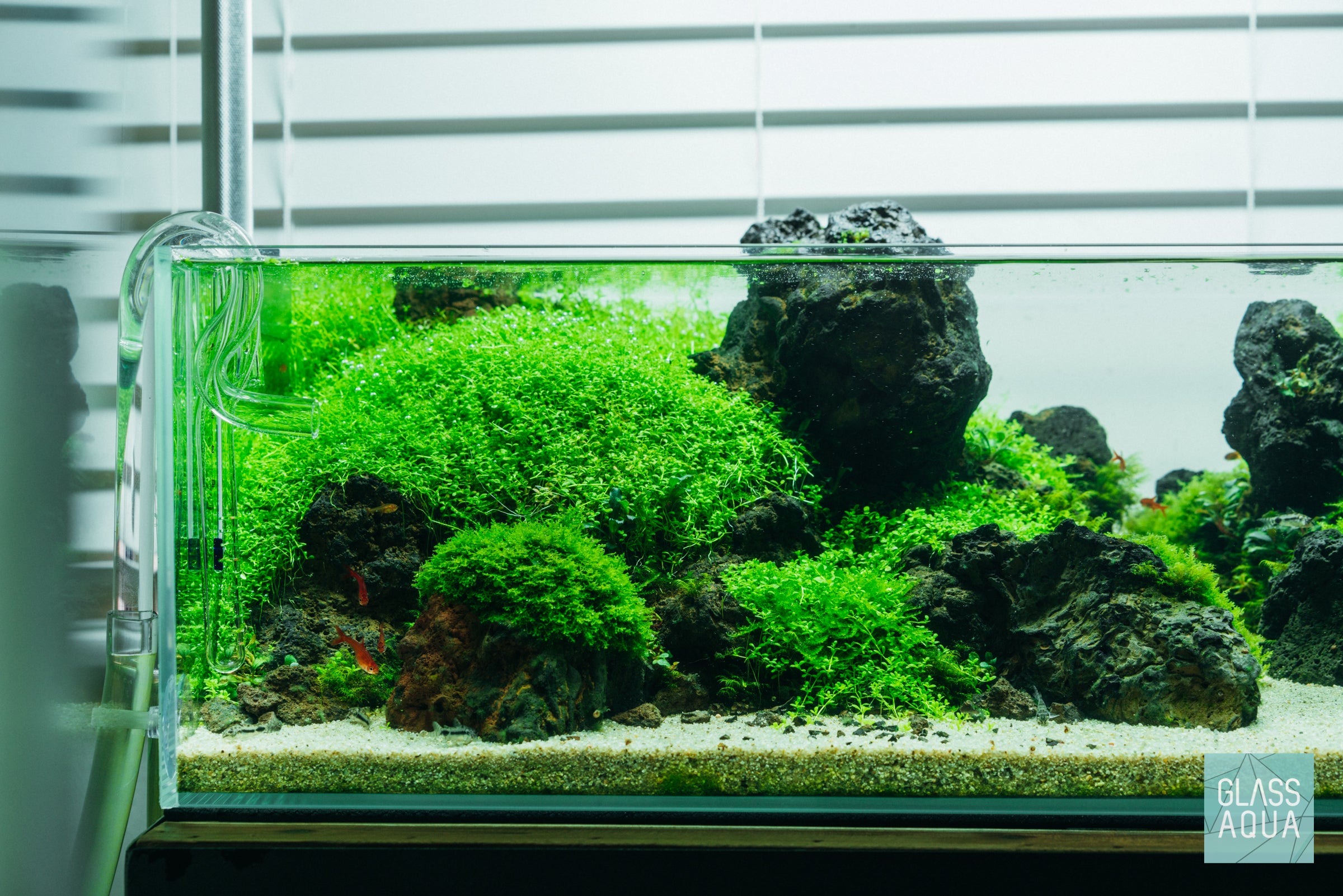 Premium Hemianthus Callitrichoides 'Cuba' Dwarf Baby Tears Live Aquarium Plant - Perfect for Nano Tanks, Aquascaping & Freshwater Aquariums