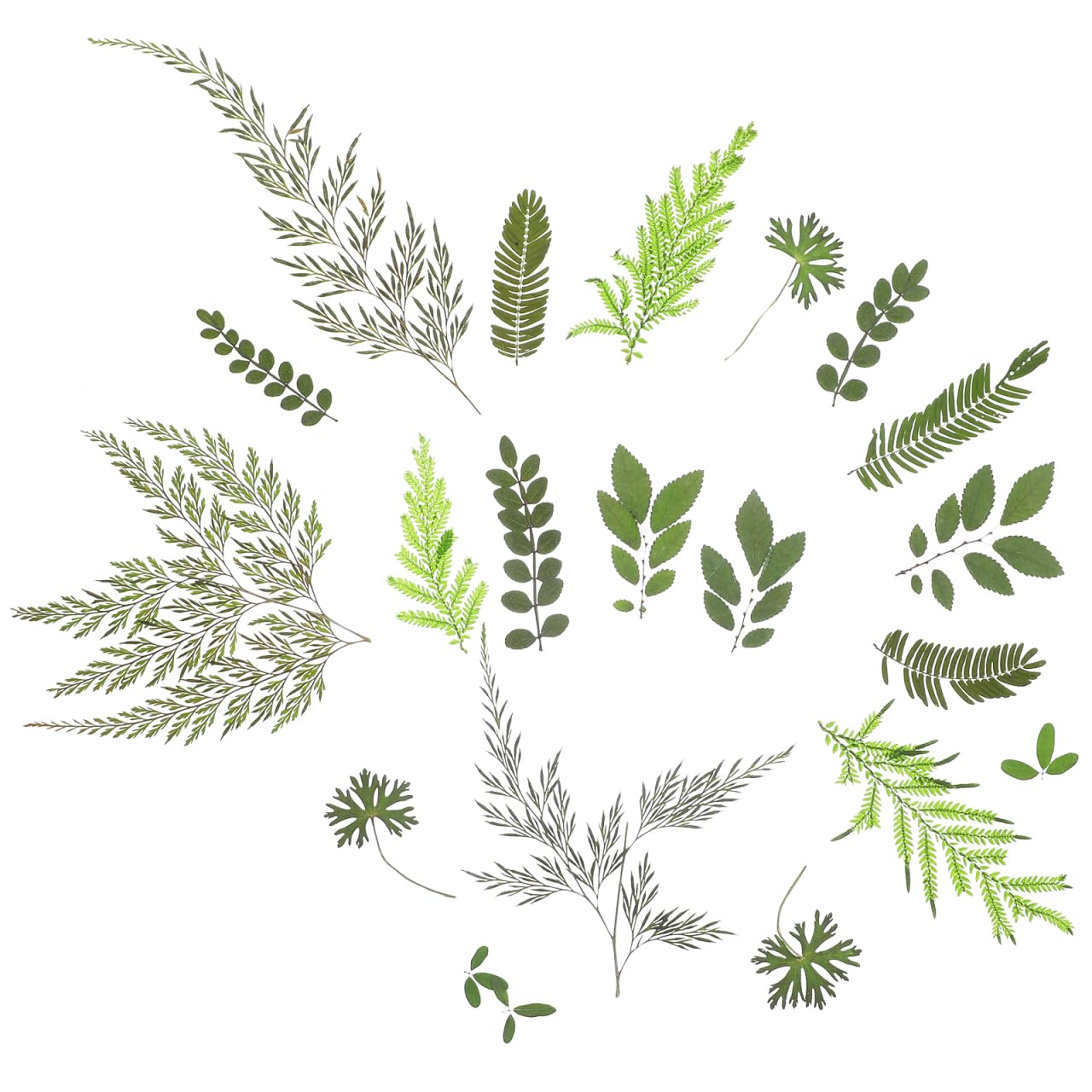 Artibetter Real Dried Pressed Leaves - 7 Natural Botanical Specimens for DIY Crafts, Candle Making, Scrapbooking, Wedding Invitations & Home Decor - Perfect for Nature-Inspired Art Projects (Style 1)