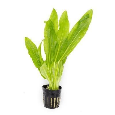 TCulture Echinodorus Martii (Major) Live Aquarium Plant in Pot - Perfect for Freshwater Fish Tanks, Aquascaping & Aquatic Decor