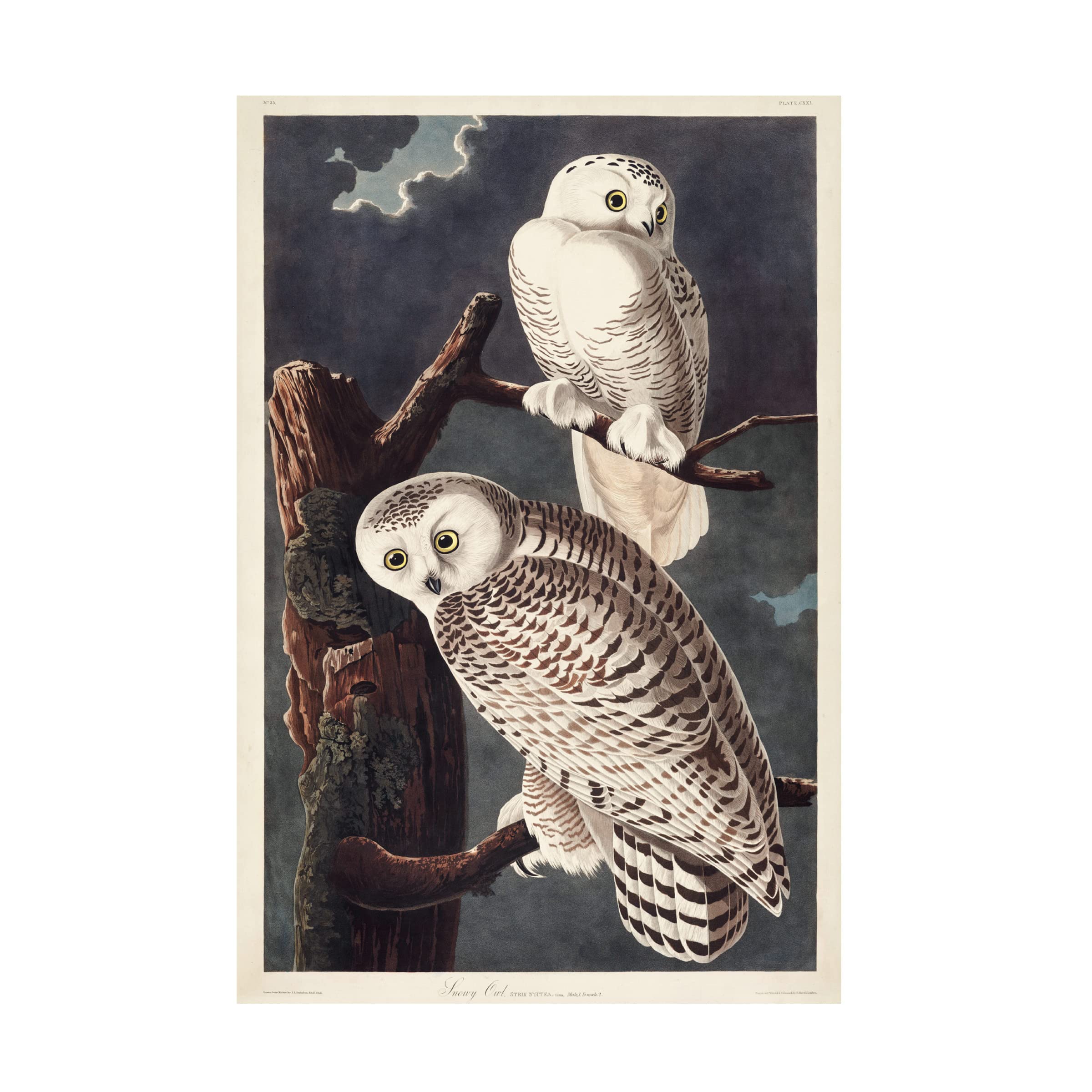 John James Audubon 'Snowy Owl' Canvas Art Print - 12x19 Inches - Premium Wildlife Wall Decor for Living Room, Bedroom & Office