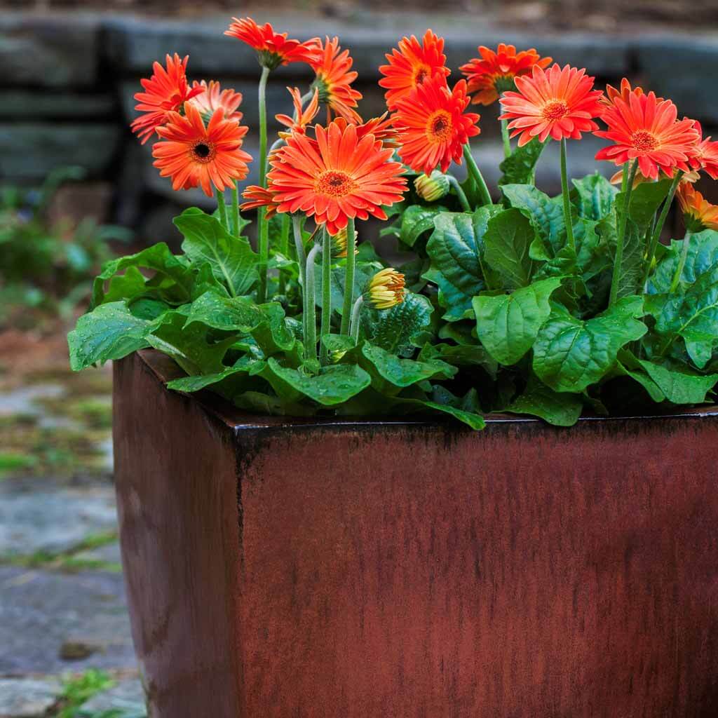 Campania International Blake Planter Set in Maple Red - Elegant Outdoor & Indoor Flower Pots for Garden, Patio, Balcony Decor