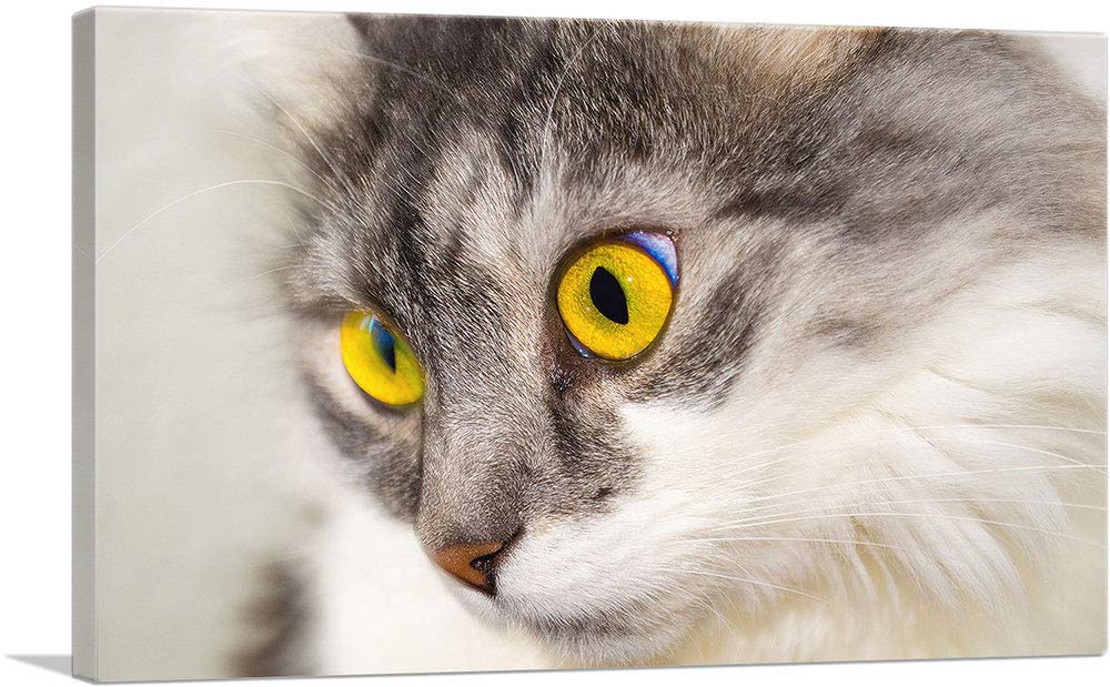 Persian Cat Canvas Art Print - Stretched Framed Wall Decor Painting - 40x26 Inch Giclee Home Decor - Perfect for Living Room, Bedroom & Office Decor