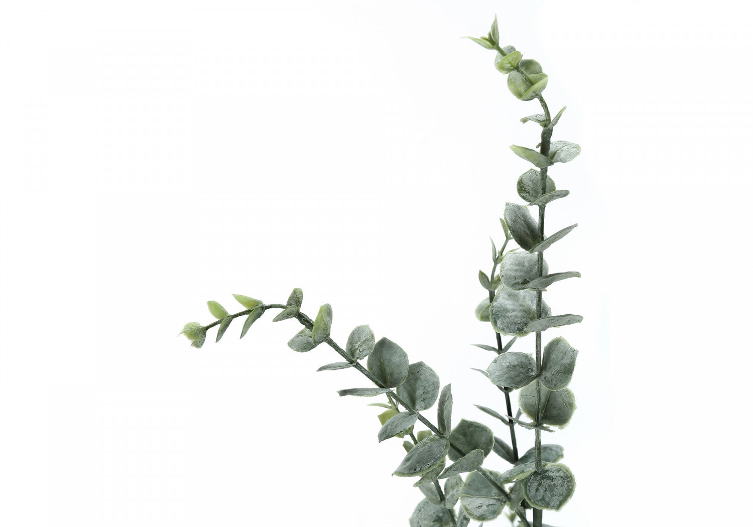 44 Pack Eucalyptus Plants in 5 Black Pots - Fresh Green Indoor/Outdoor Decor for Home, Office, and Garden Landscaping