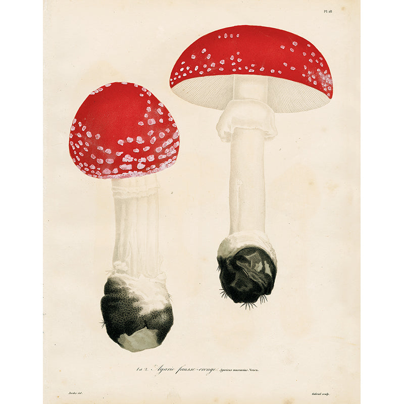 False Agaric Mushroom (Amanita muscaria) - Authentic Dried Wild Mushrooms for Cooking, Herbal Remedies & Decoration - Perfect for Gourmet Recipes, Natural Medicine & Home Decor