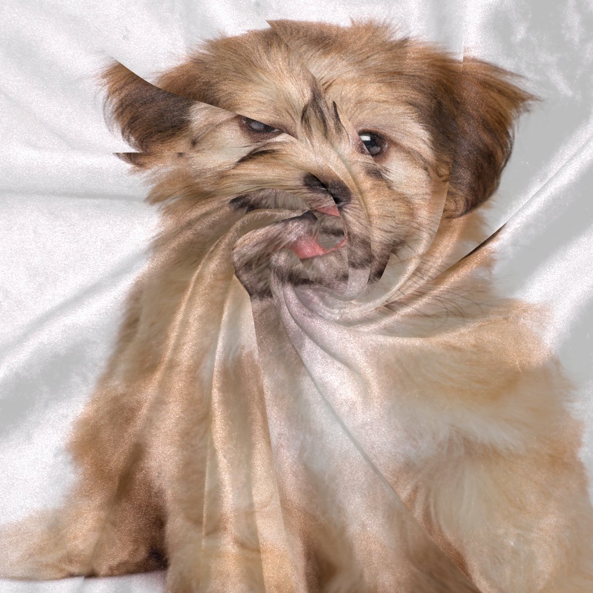 Cute Havanese Puppy Dog Flannel Fleece Blanket - Soft & Cozy 50x60 Inch Throw for Kids & Adults - Perfect for Bed, Sofa, Couch, Beach Picnics & Winter Snuggling