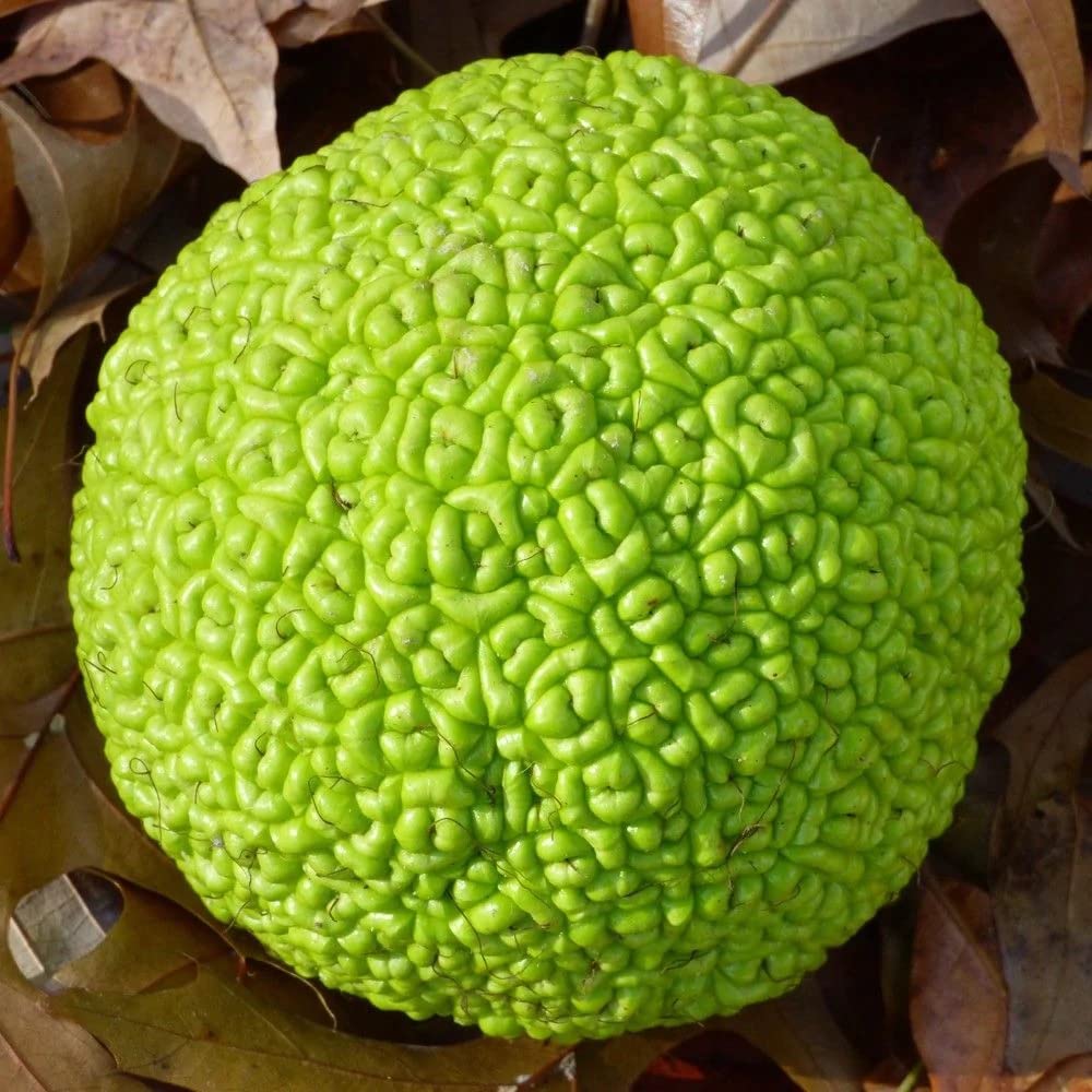 10 Hedge Apple Osage Orange Tree Seeds (Maclura Pomifera) – Natural Pest Repellent for Home & Garden – DIY Crafts, Fall Decor, and Landscaping Projects