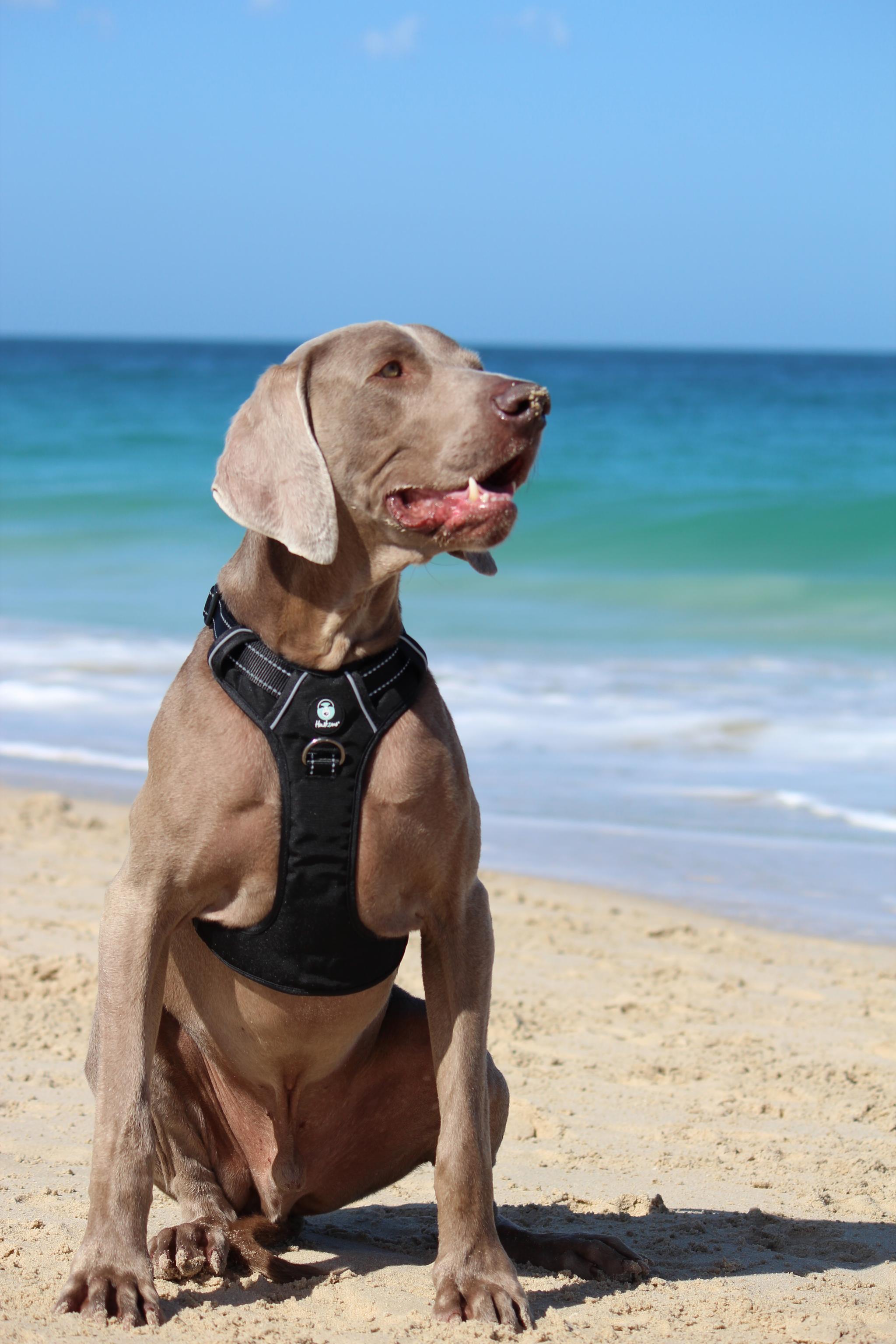 Huskimo Ultimate No-Pull Dog Harness for Medium & Large Dogs - Adjustable & Reflective Dark Sky Blue - Perfect for Walking, Running & Outdoor Adventures